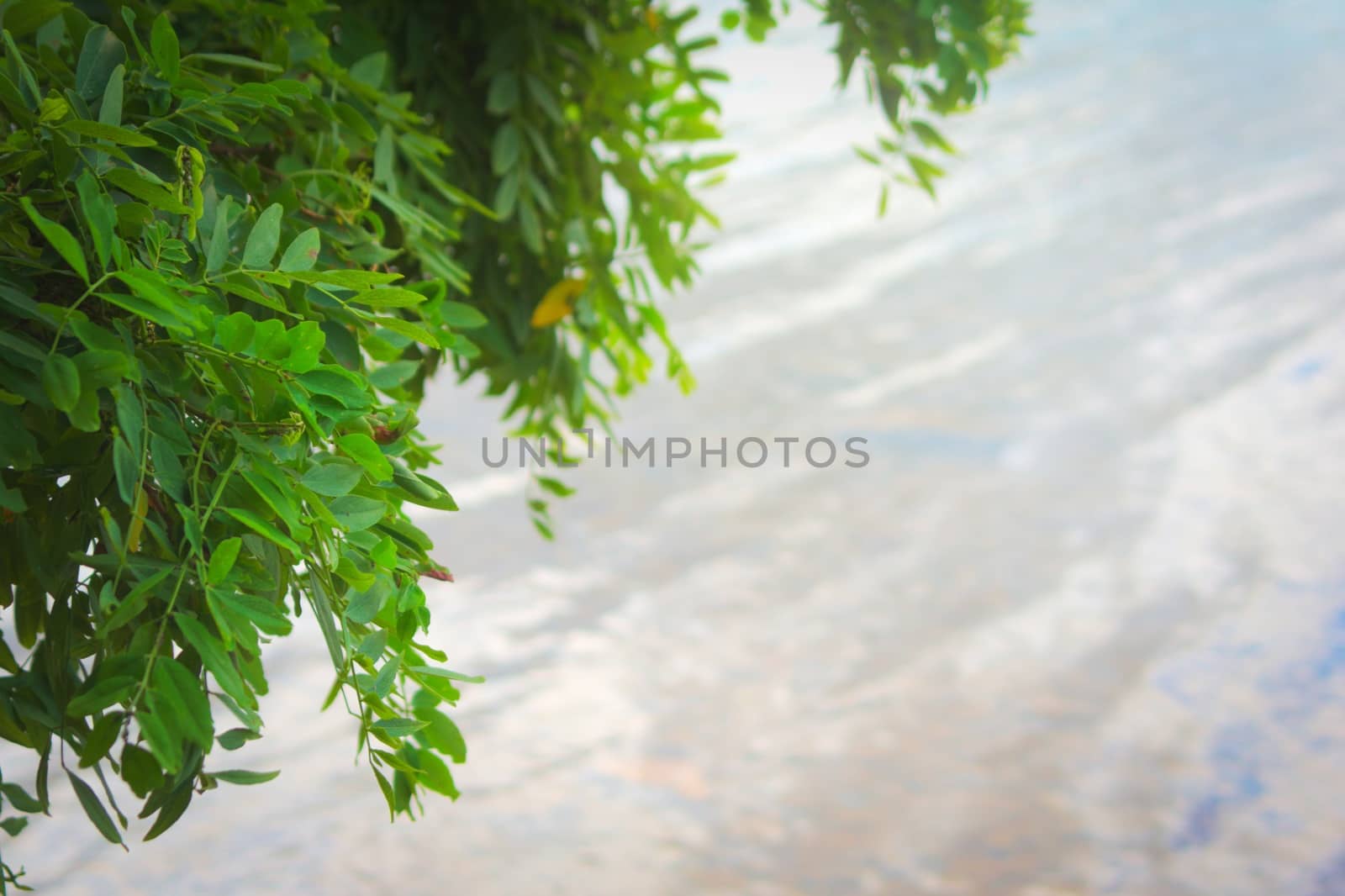 Green leaves hanging from the tree by hernan_hyper