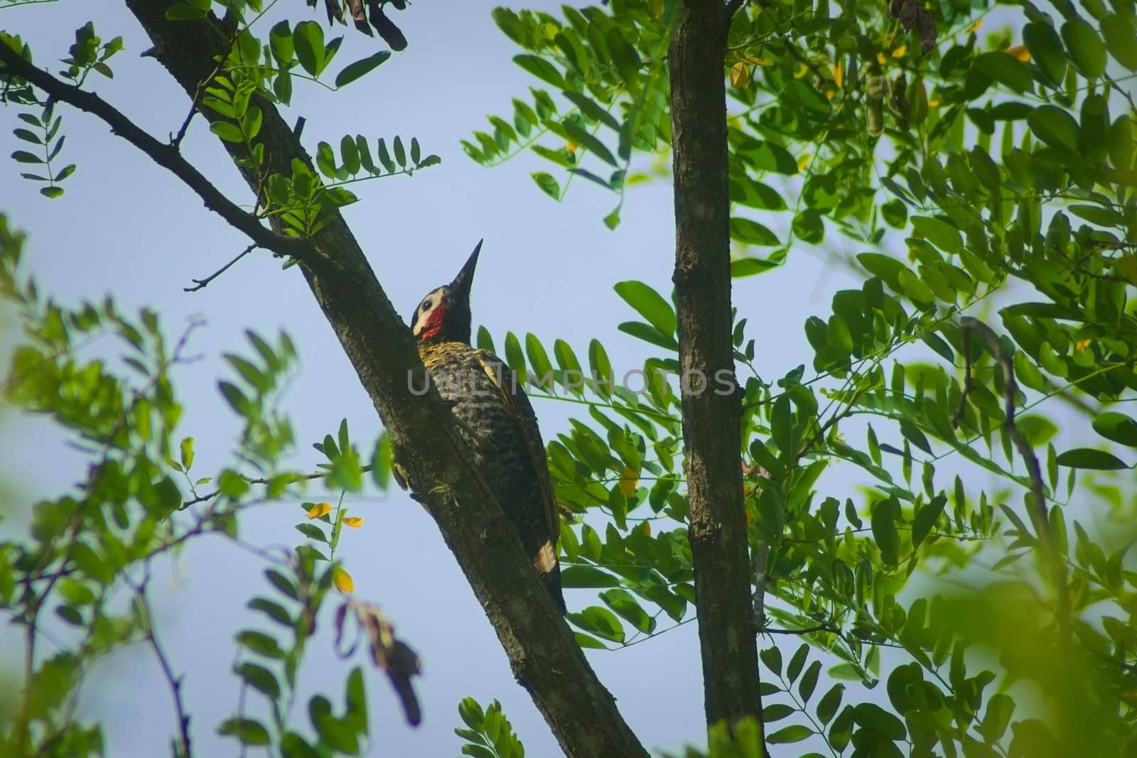 Green-barred woodpecker (Colaptes melanochloros) by hernan_hyper