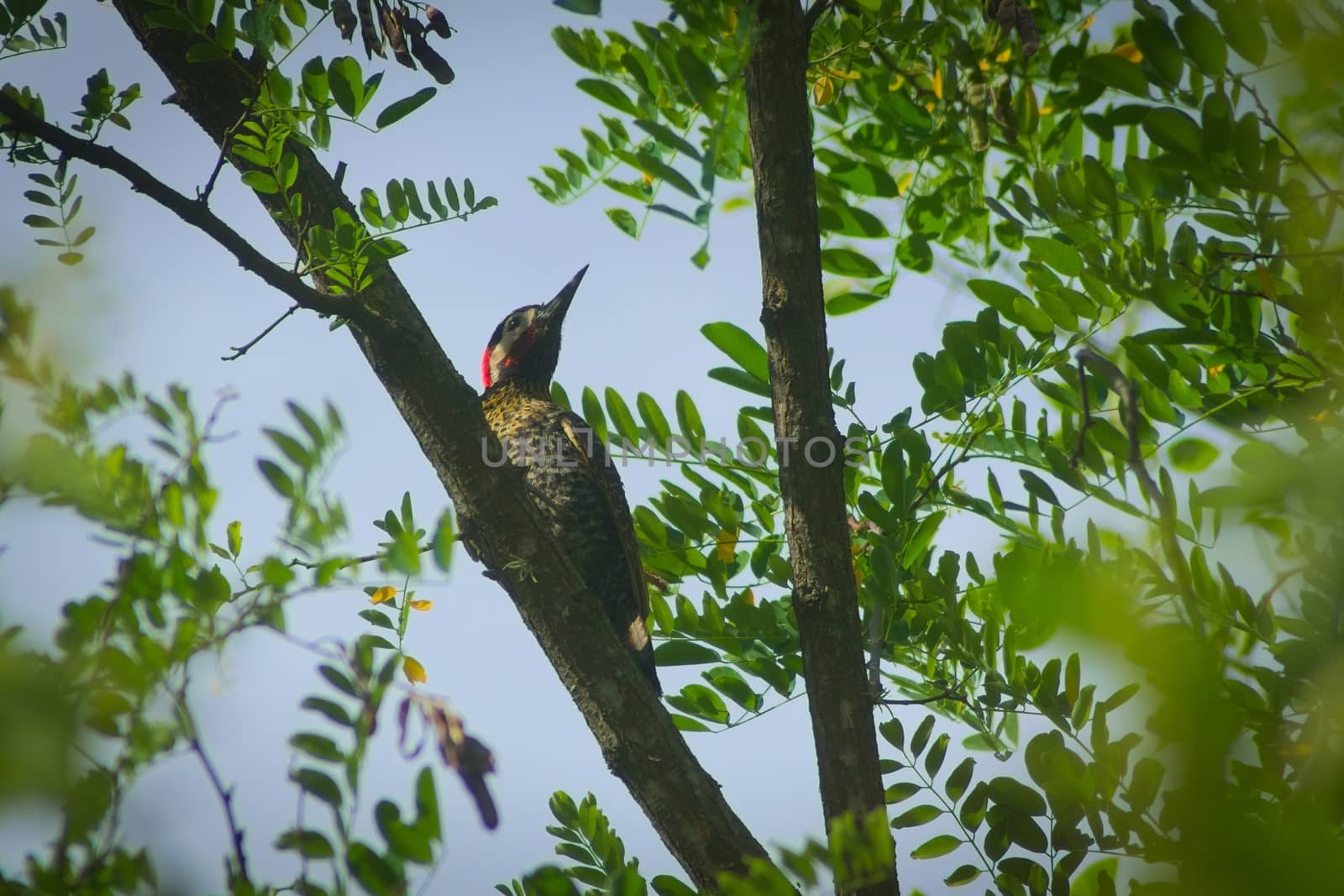 Green-barred woodpecker (Colaptes melanochloros) by hernan_hyper