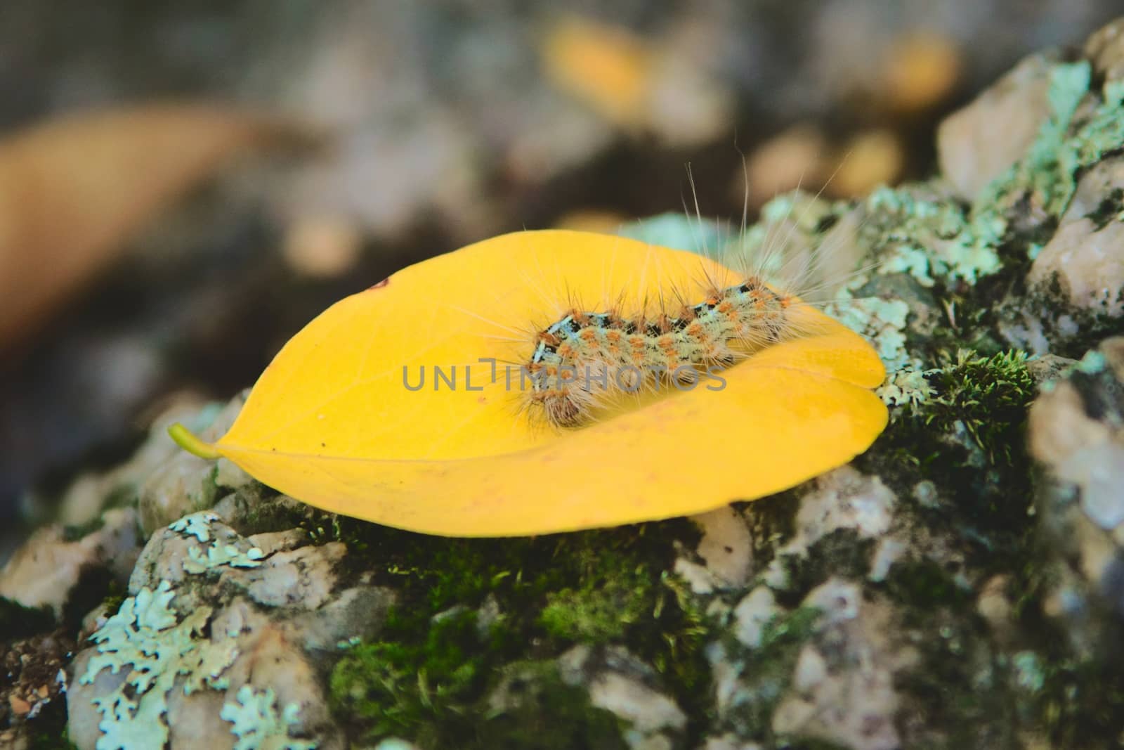 Caterpillar covered in urticating hairs as a defense mechanism by hernan_hyper