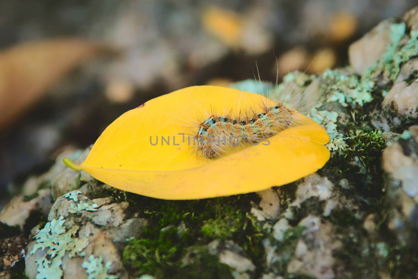 Caterpillar covered in urticating hairs as a defense mechanism, spotted in a forest in San Luis, Argentina.