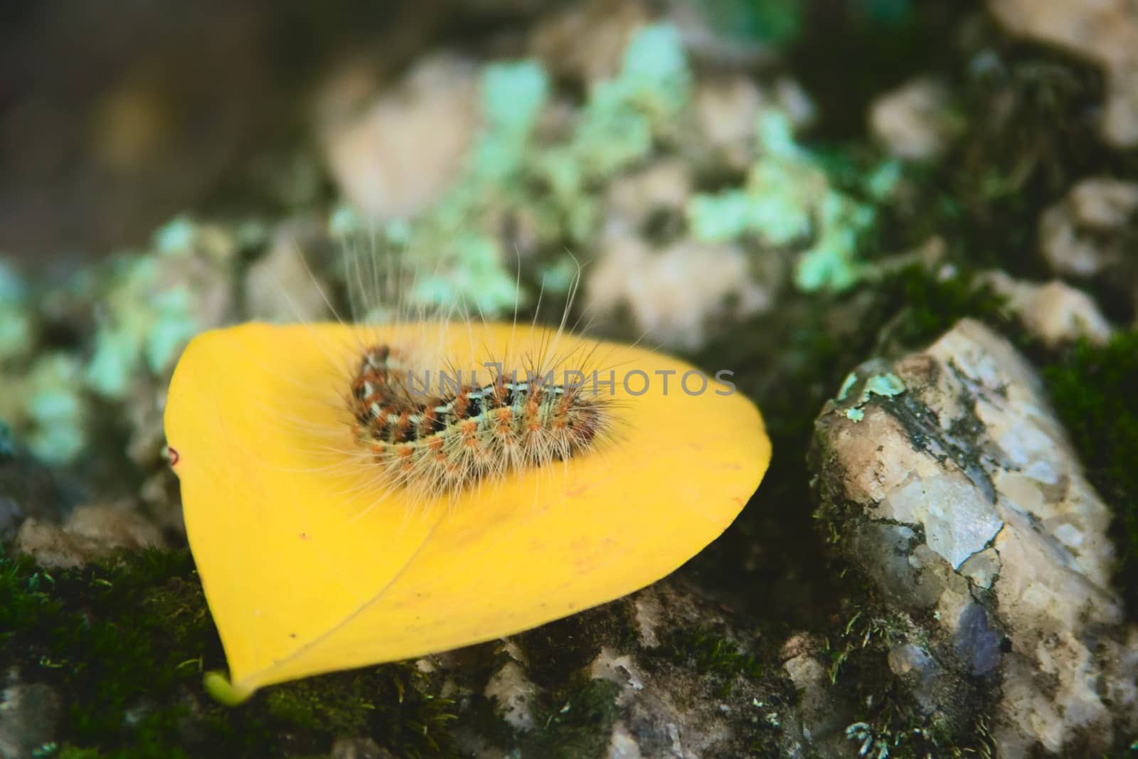 Caterpillar covered in urticating hairs as a defense mechanism, spotted in a forest in San Luis, Argentina.