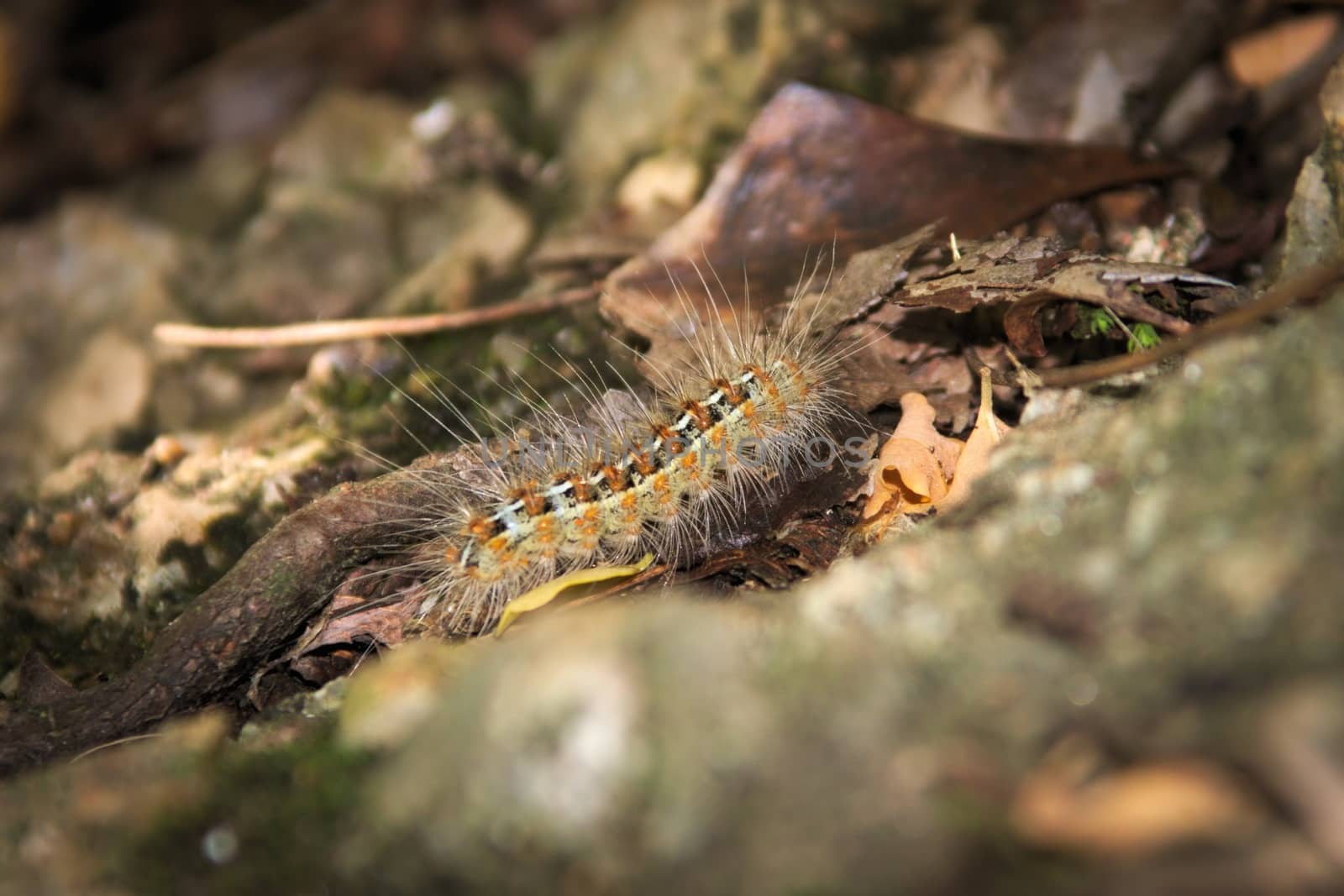 Caterpillar covered in urticating hairs as a defense mechanism by hernan_hyper