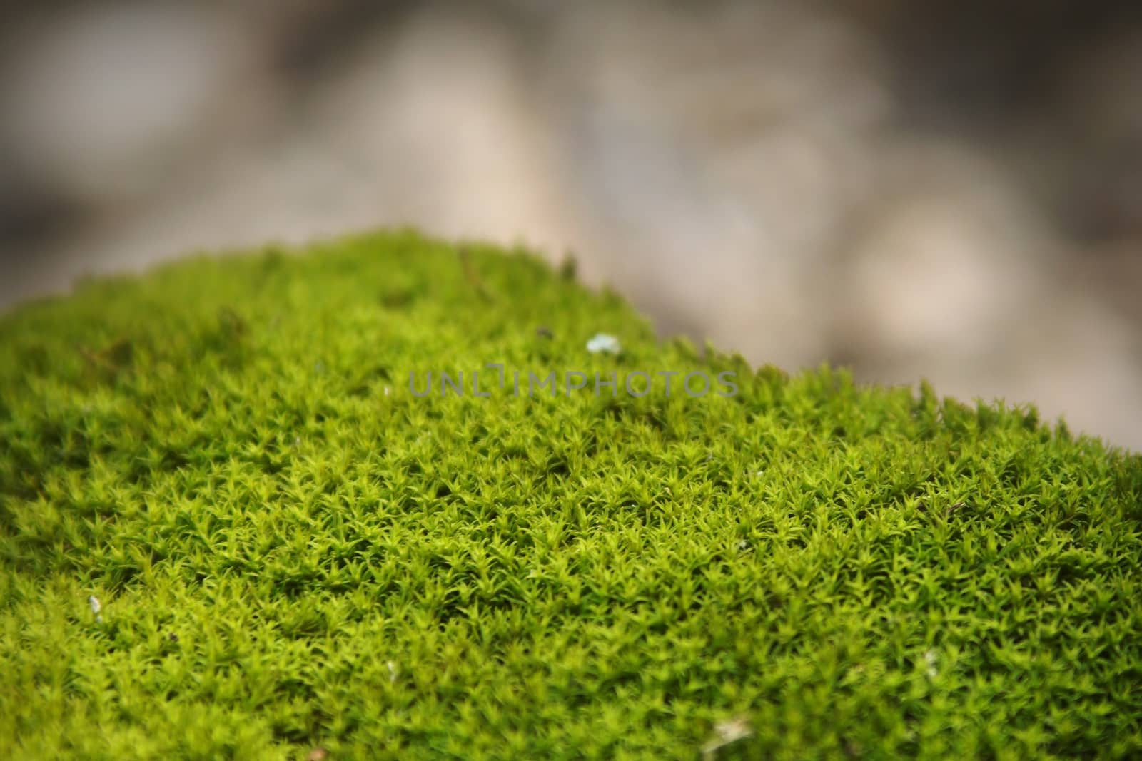 Green, lush moss on the forest floor. Macro close up. by hernan_hyper