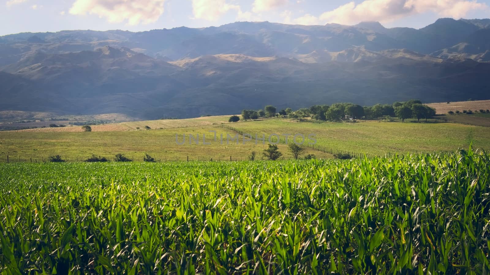 Corn plantations and fertile farmlands in the meadows of San Luis, Argentina.