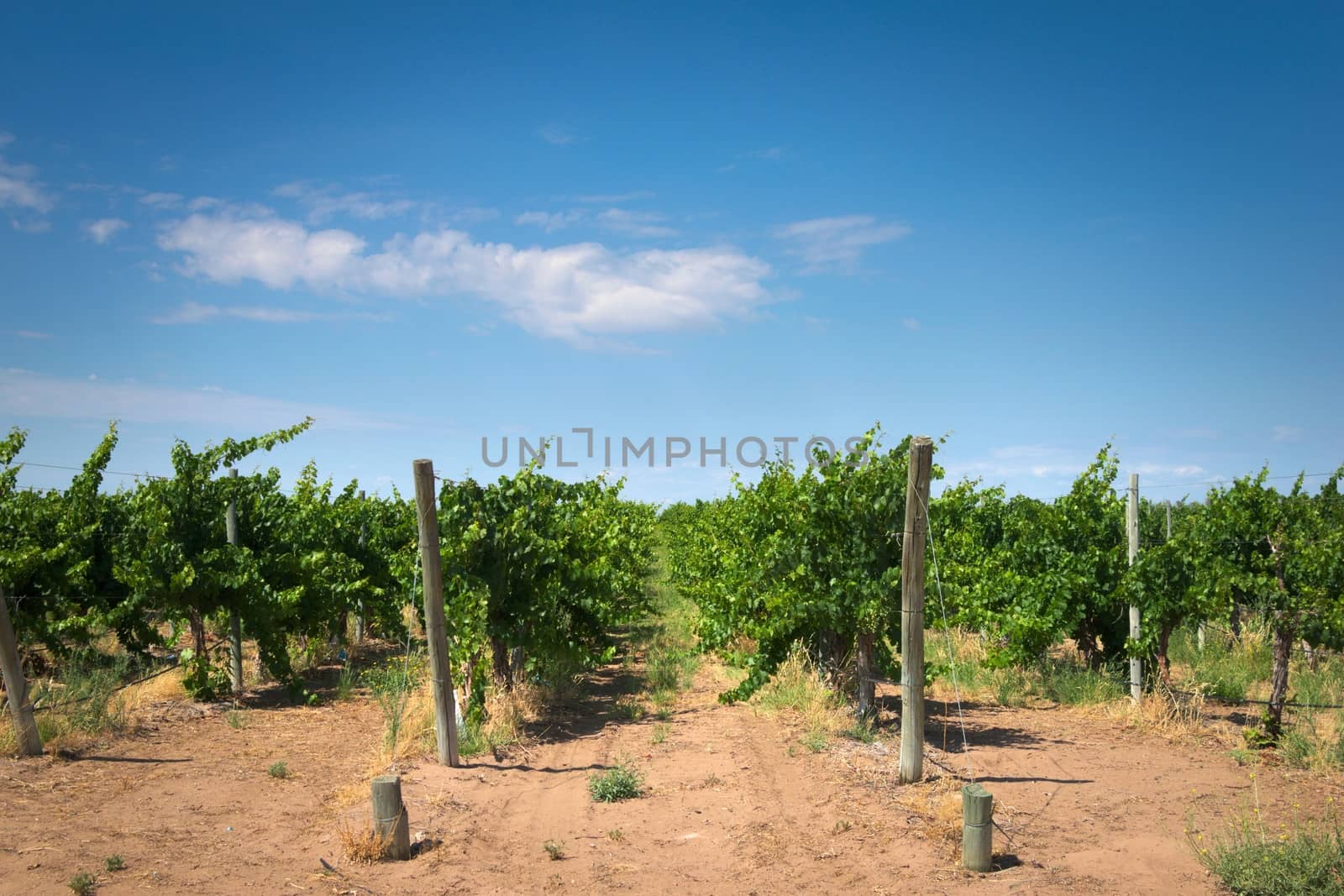 Grapevine rows at a winery estate in Mendoza, Argentina. by hernan_hyper