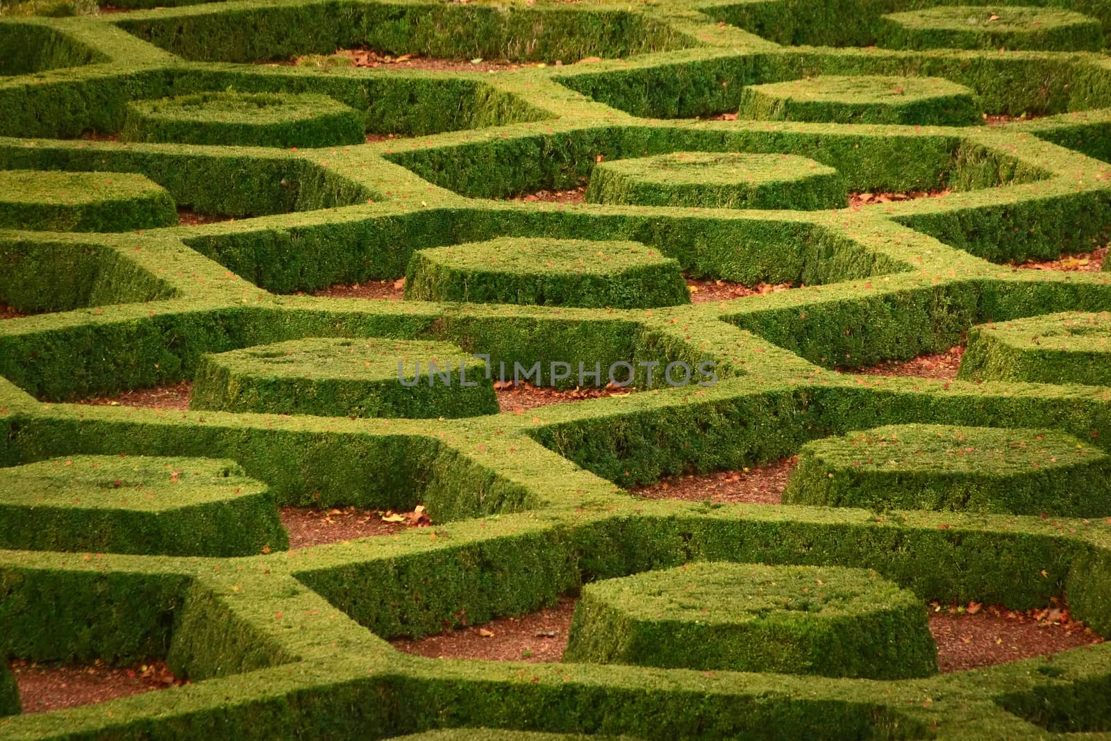 Green, manicured privets in hexagonal patterns at the Botanical Garden of Brussels, Belgium.