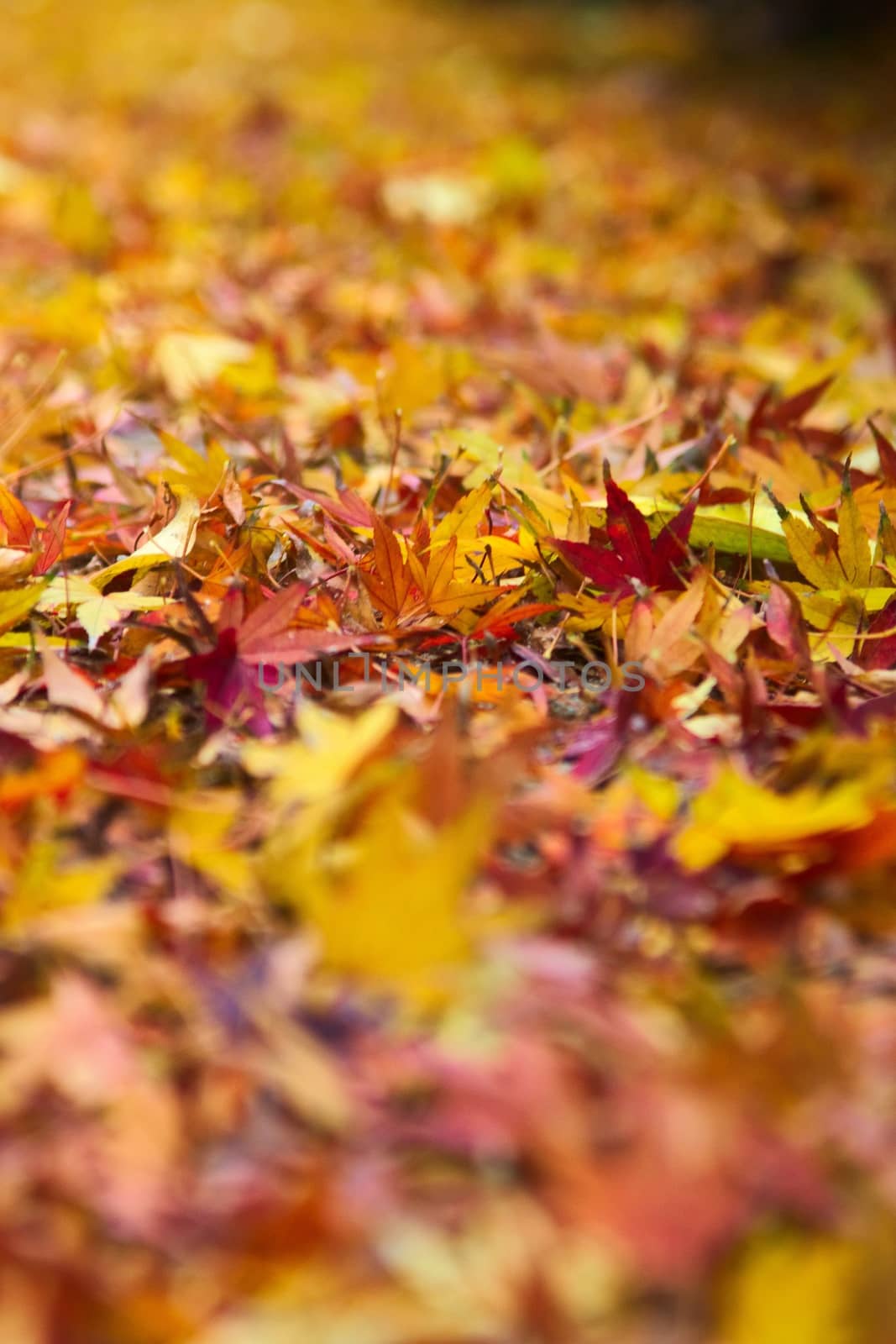 Yellow, orange autum maple leaves. Seasonal background.