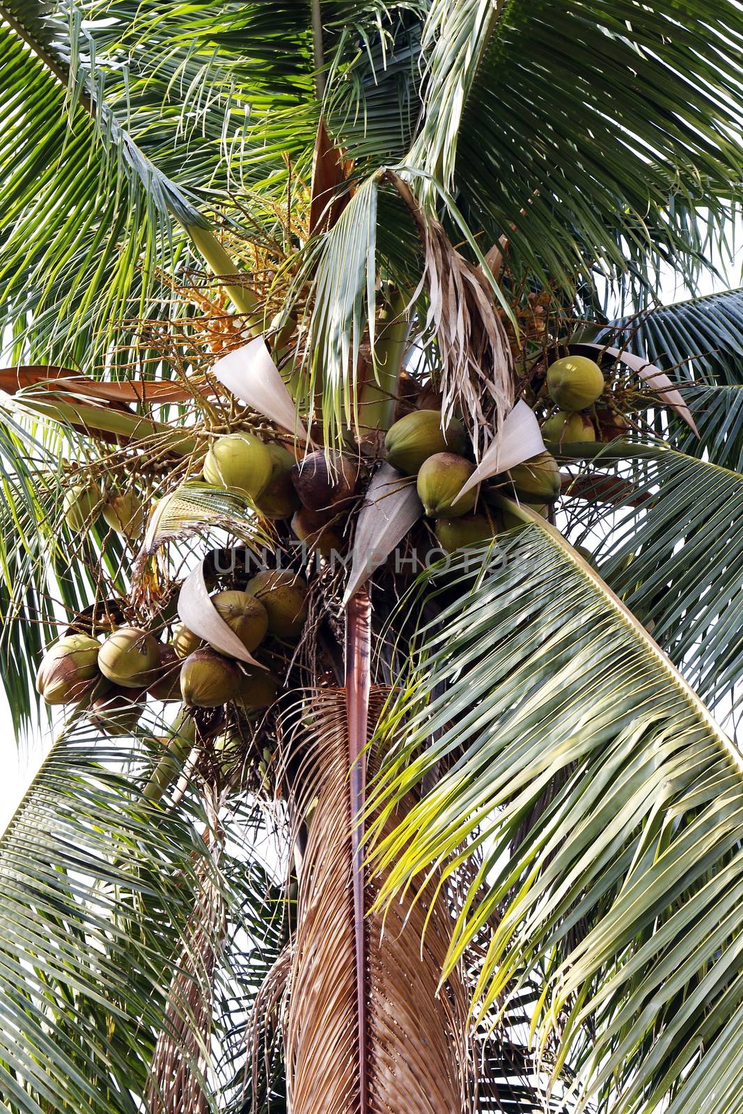 coconut farm, plantation coconut tree by cgdeaw