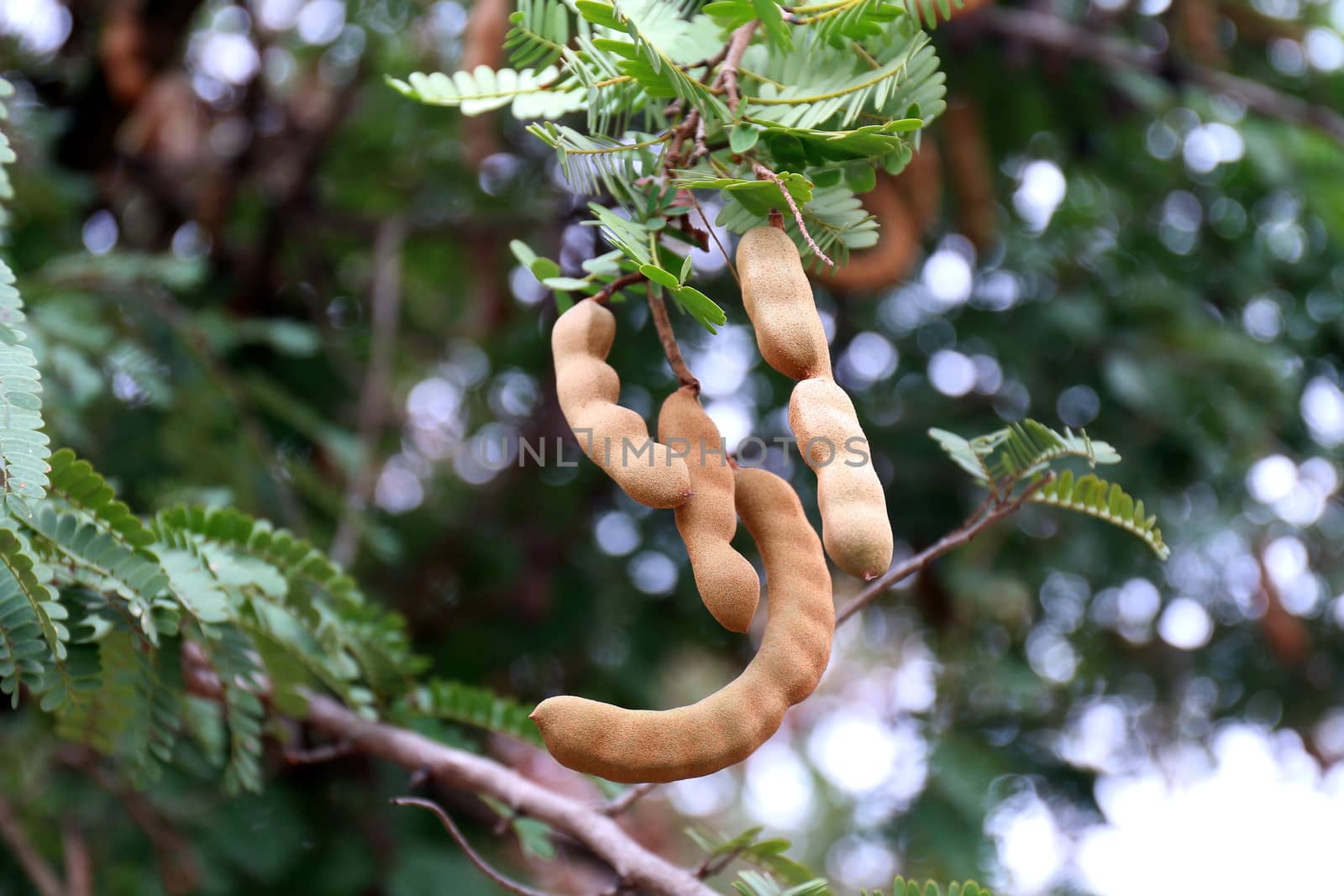 tamarind, tamarind fresh young on tree tamarind (selective focus) by cgdeaw