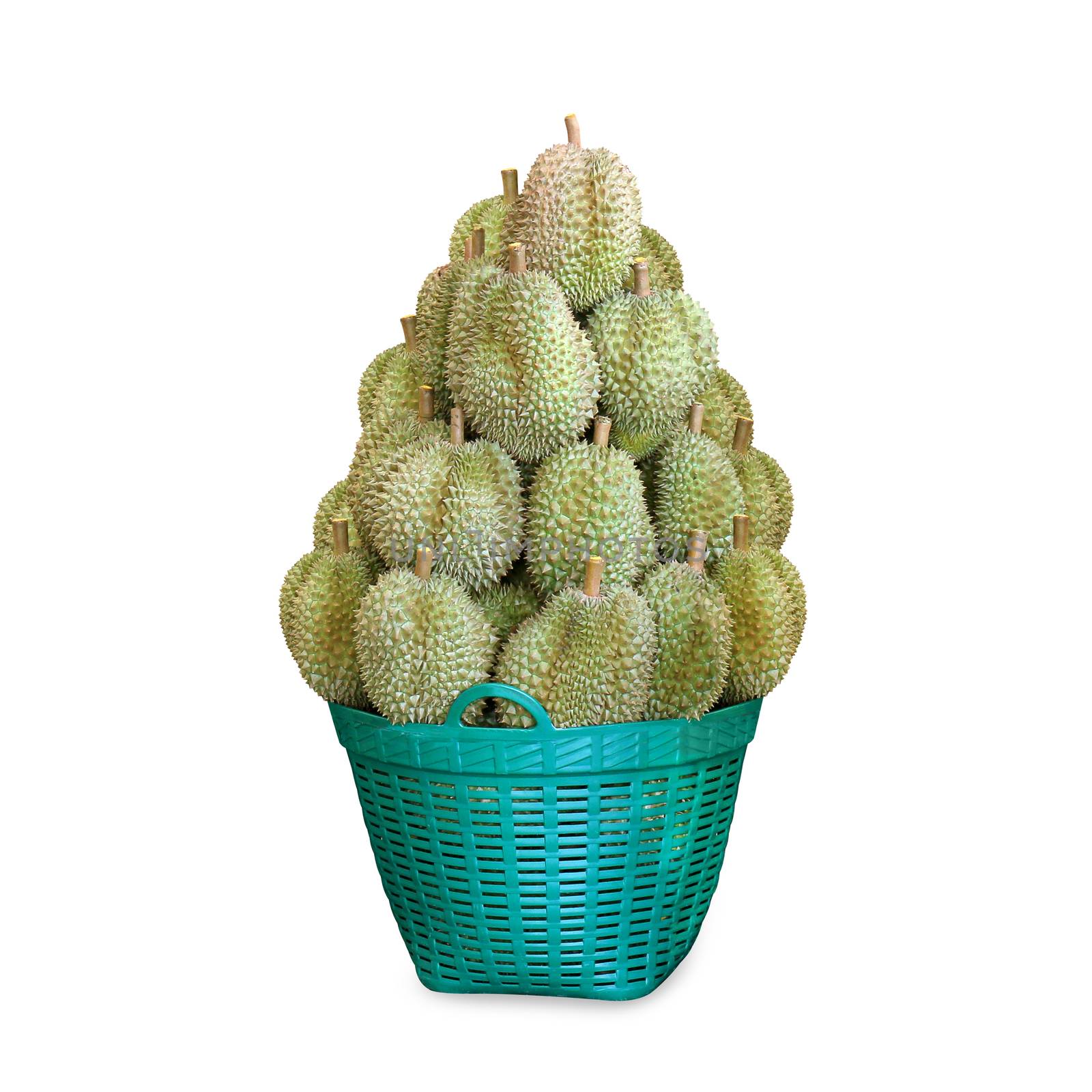Pile of Durian, Durian fruit in a green basket for sale, Durian is king of fruits southeast Thailand, Durian many in basket sale on white background by cgdeaw