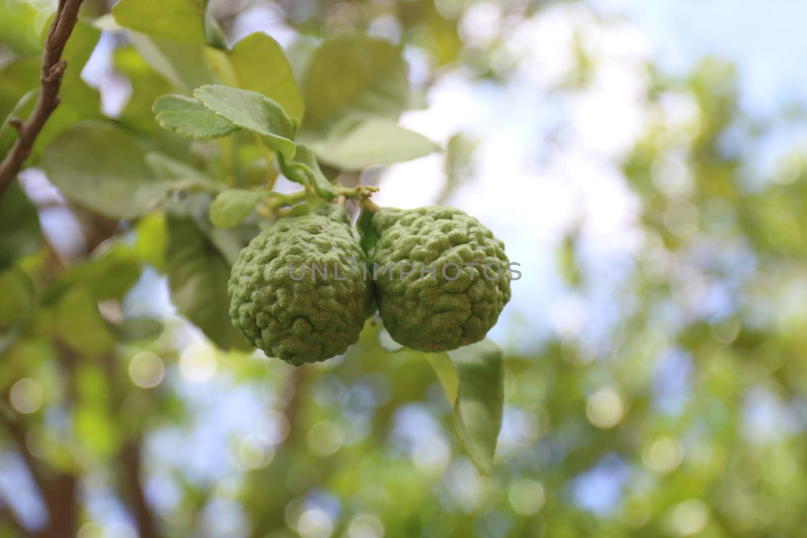 bergamot, the bergamot kaffir, lime on tree and green leaf blurerd background