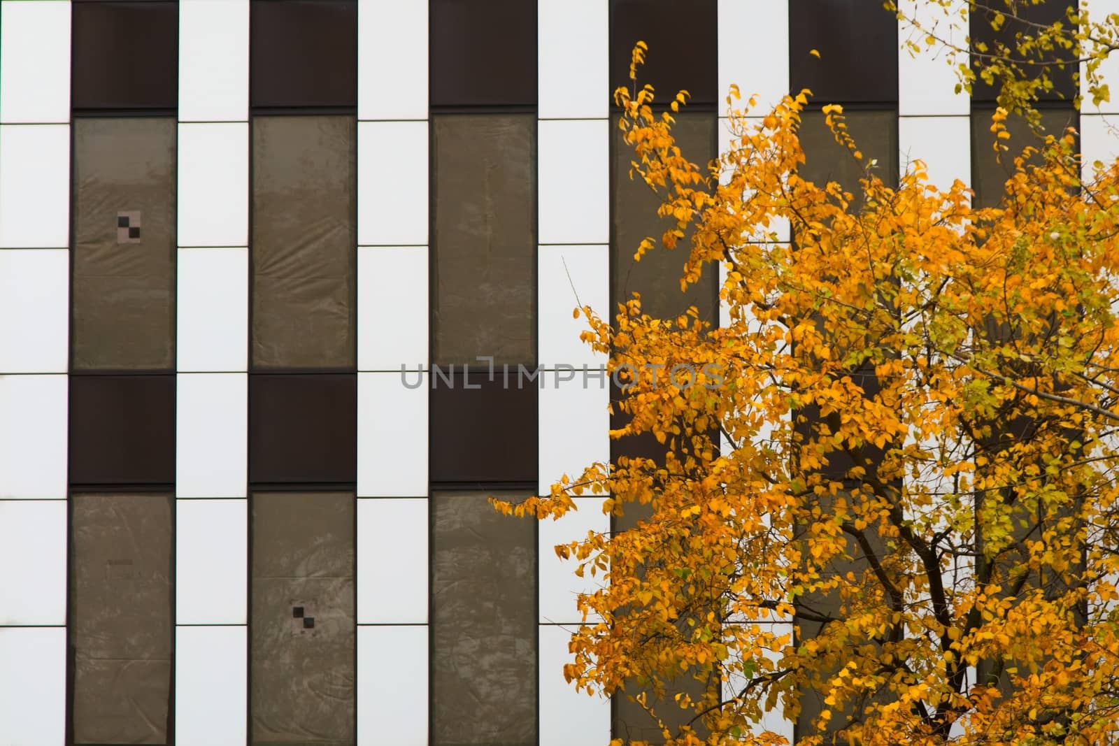 Yellow autumn tree against black and white vertical stripes pattern on a buliding. by hernan_hyper