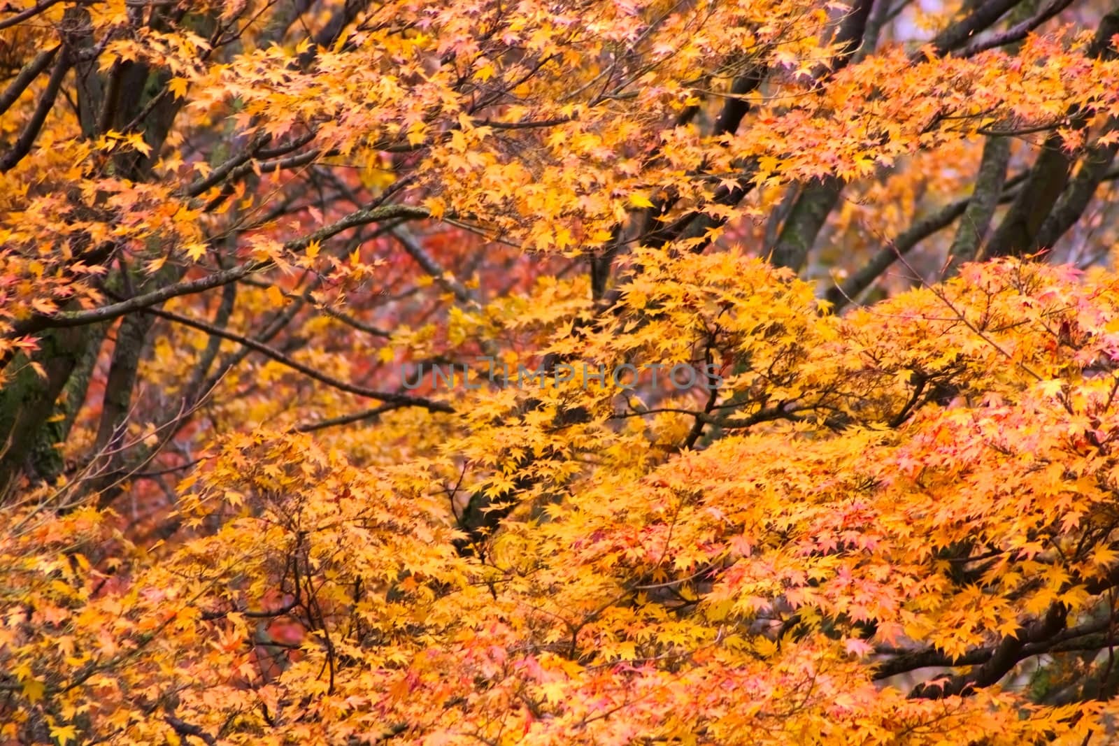 Yellow, orange autum maple leaves. Seasonal background.