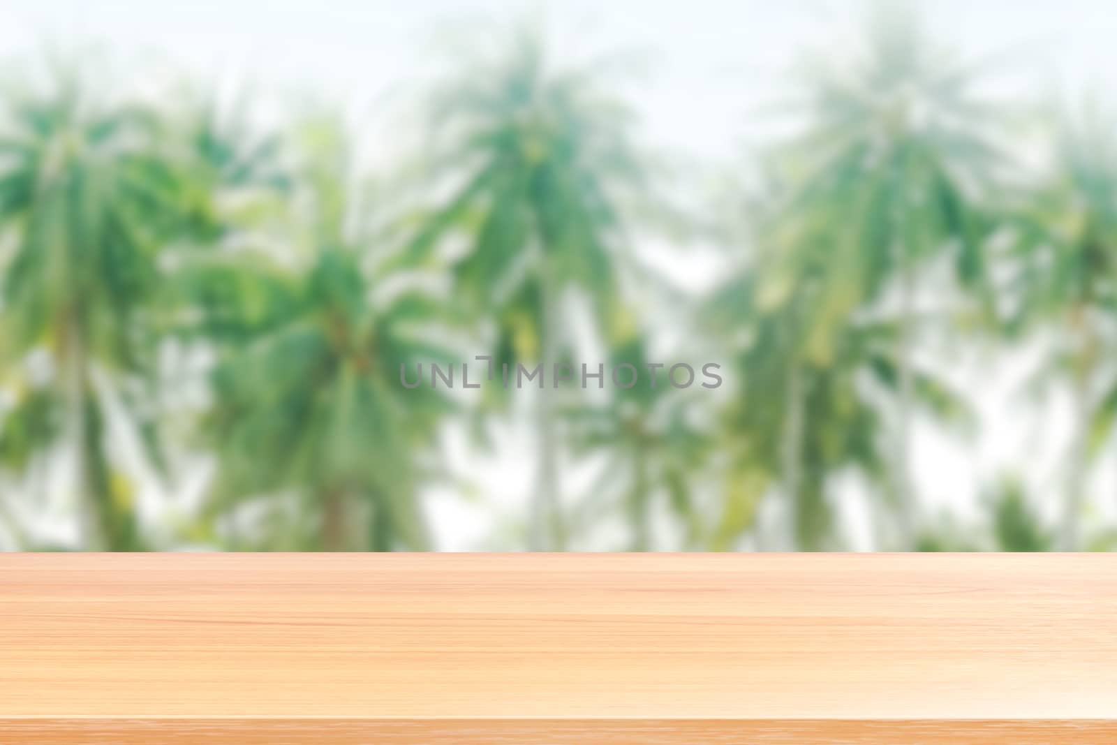 wood plank on coconut tree rows background blurred, empty wood table floors on coconut tree picture blur, wood table board empty front background coconut plantation nature for mock up display products by cgdeaw
