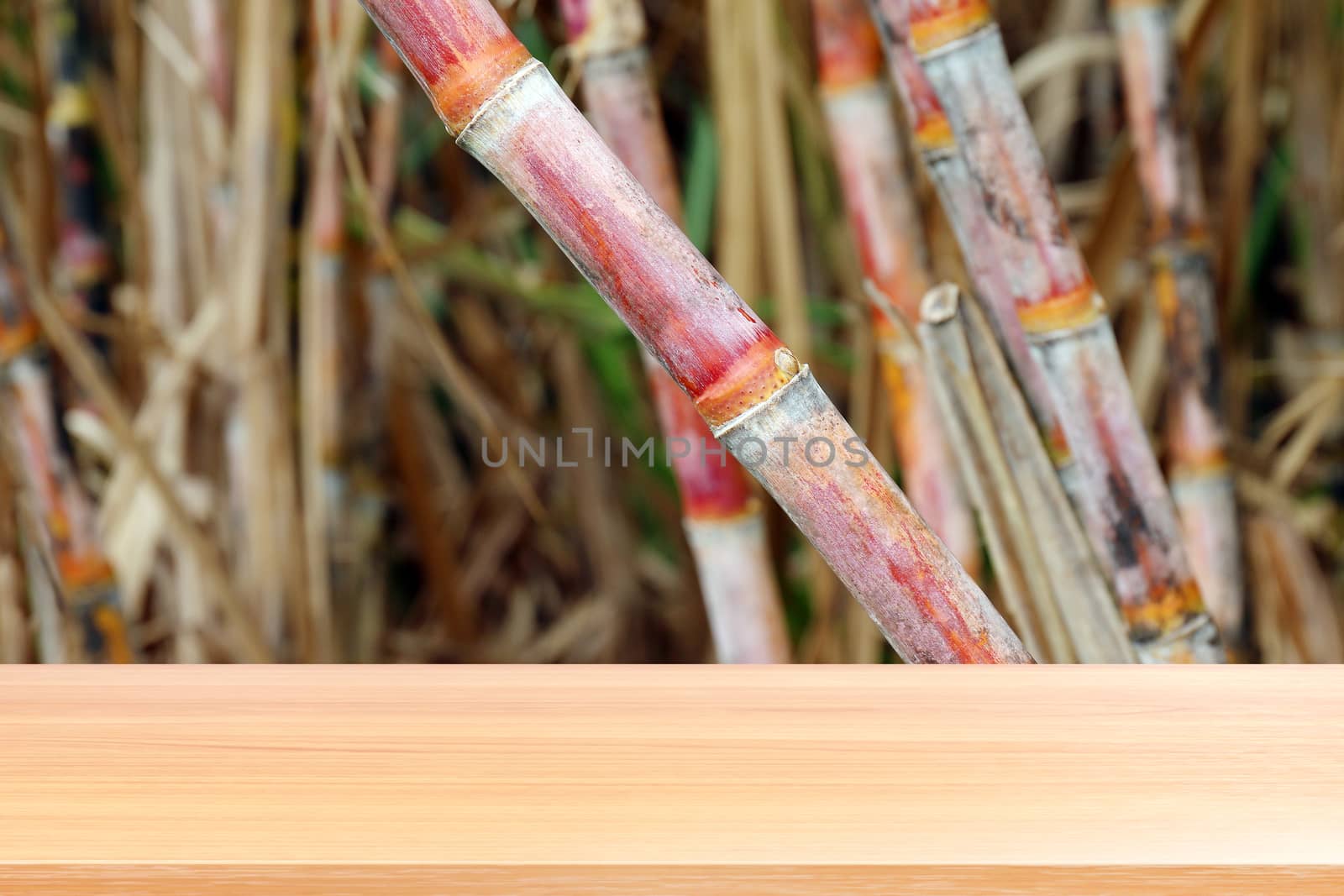 wood plank on sugarcane fresh plantation background, empty wood table floors on sugar cane farm, wood table board empty front sugarcane for mock up display products sugar cane juice molasses by cgdeaw