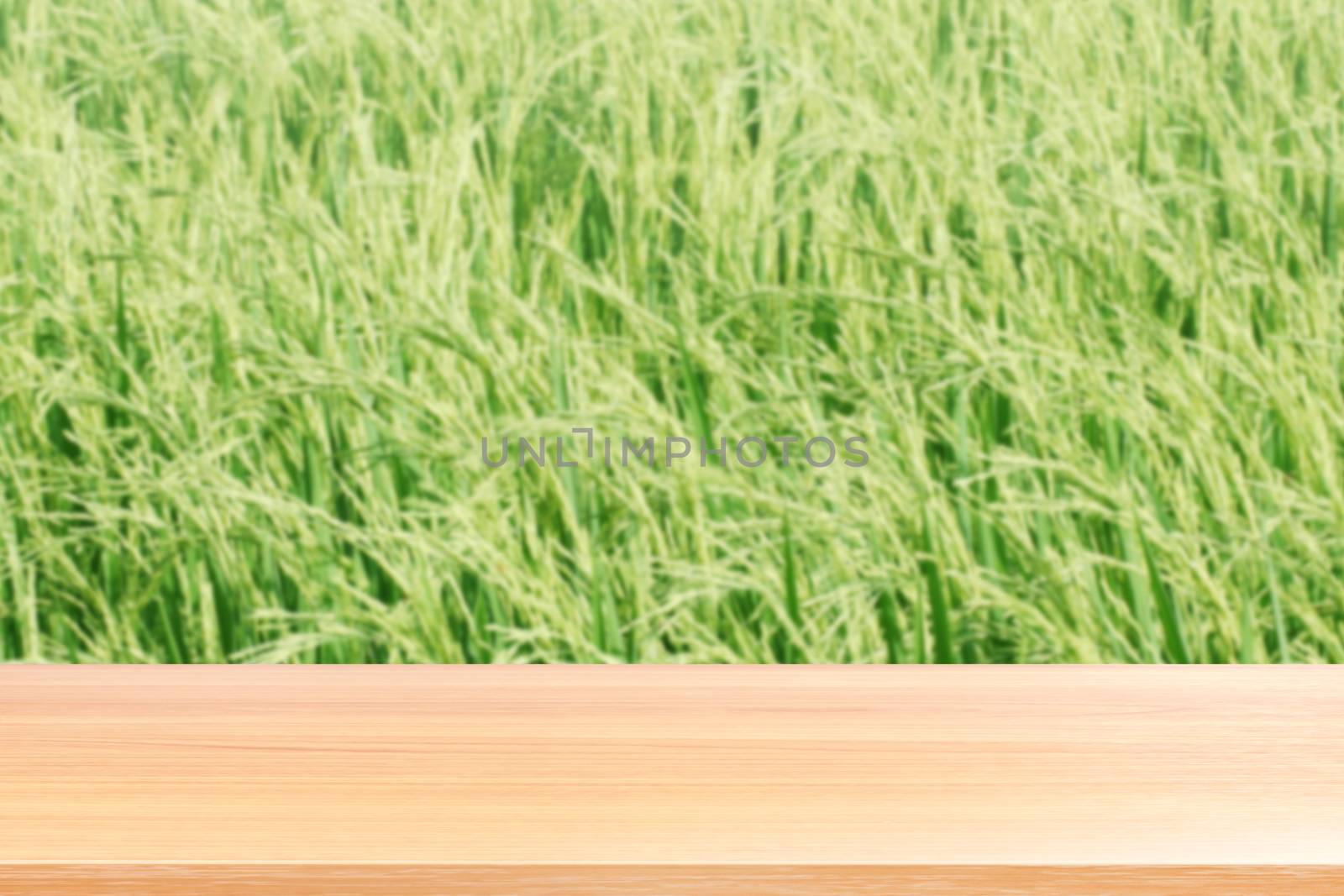 wood plank on blurred rice plantation background green, empty wood table floors on field rice plant paddy farm, wood table board empty front rice plant for mock up display products rice by cgdeaw