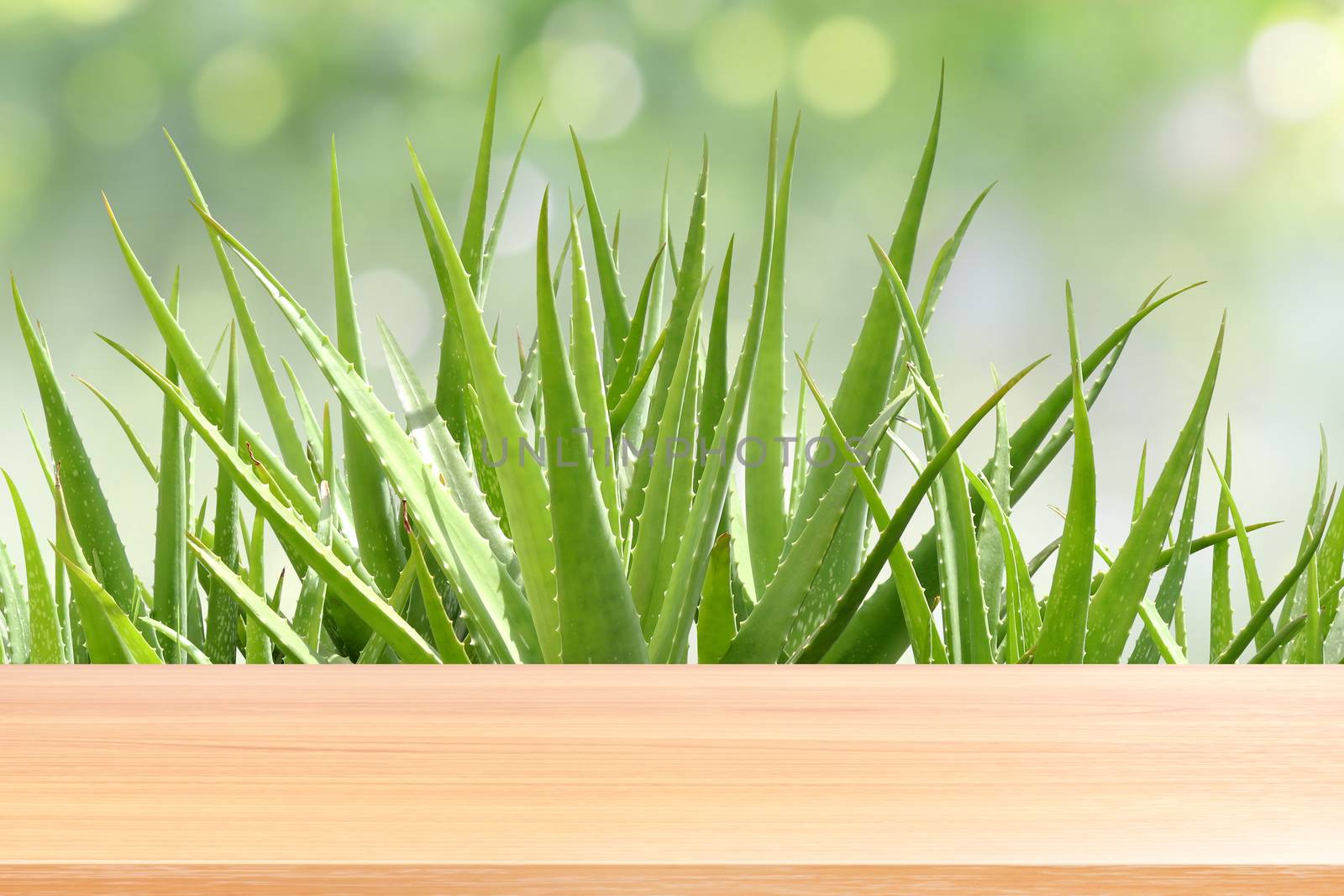 wood plank on aloe vera garden green fresh nature background, empty wood table floors on aloe vera plantation green fresh nature background, wood table board empty front farm aloe vera leaf fresh by cgdeaw