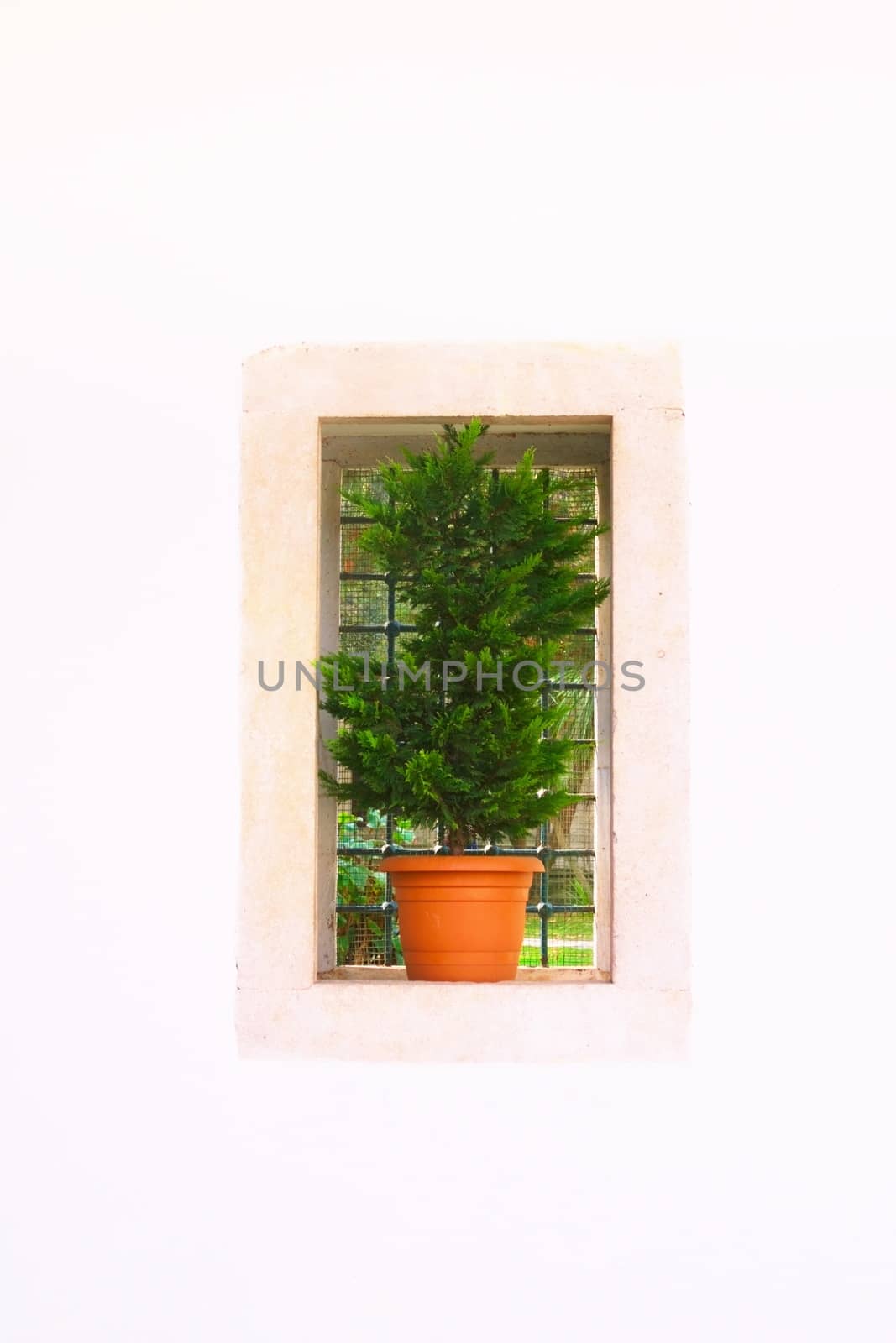 Small tree on a rectangular window on a white wall. Architectural detail, decorative plant. by hernan_hyper