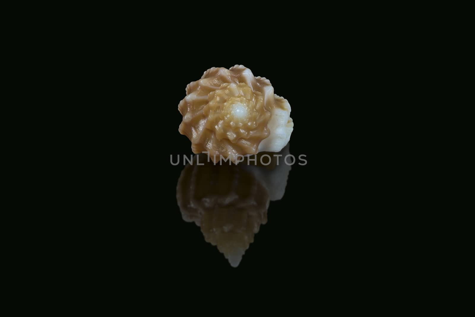 Side view of Shell of Scalptia bicolor or Trigonostoma bicolor on black background. It is a marine gastropod mollusk in the family of Cancellariidae, genus of sea snails. L1,8xW1,2x0H0,9 cm