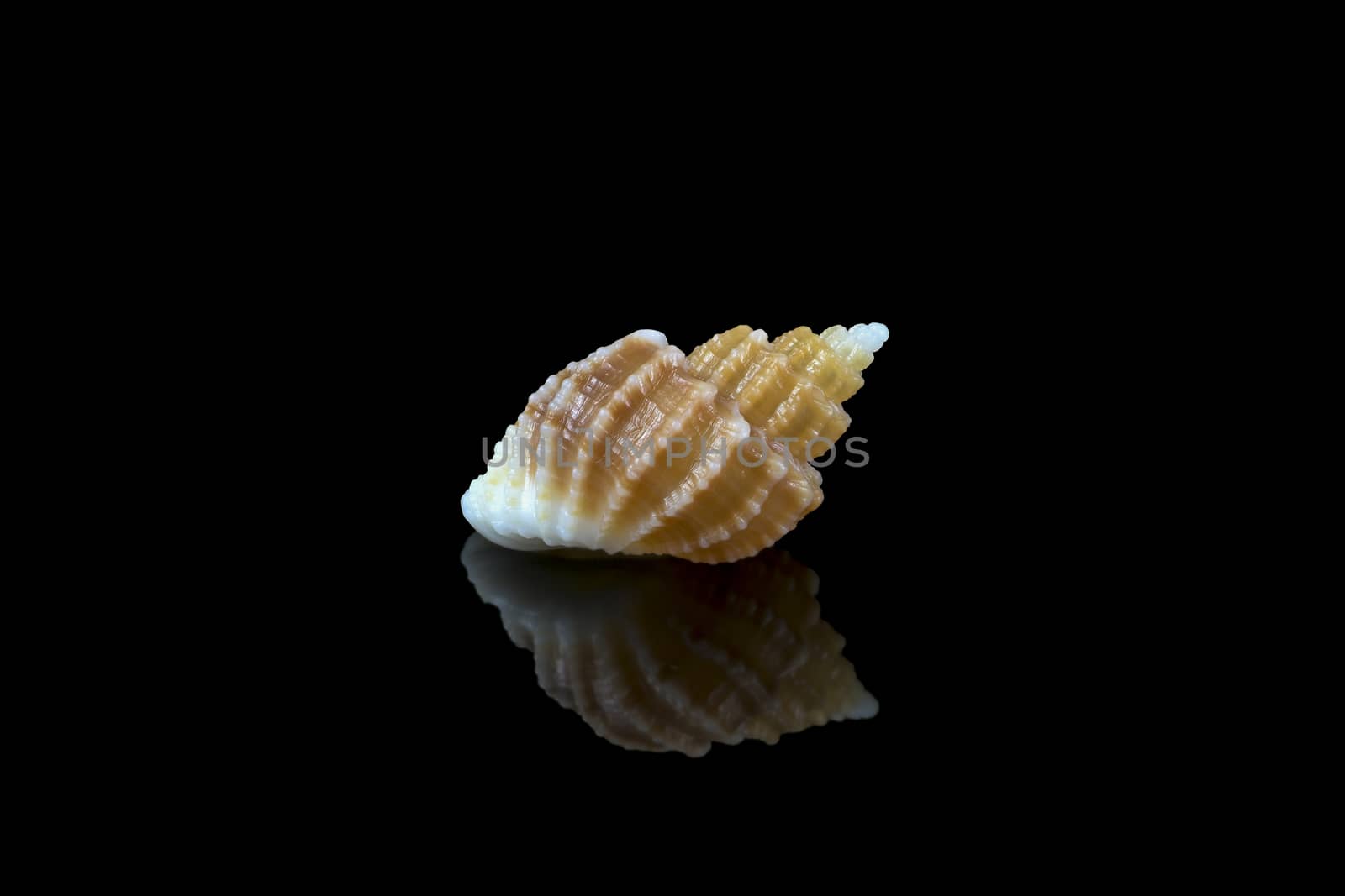 Shell of Scalptia bicolor or Trigonostoma bicolor  by GABIS