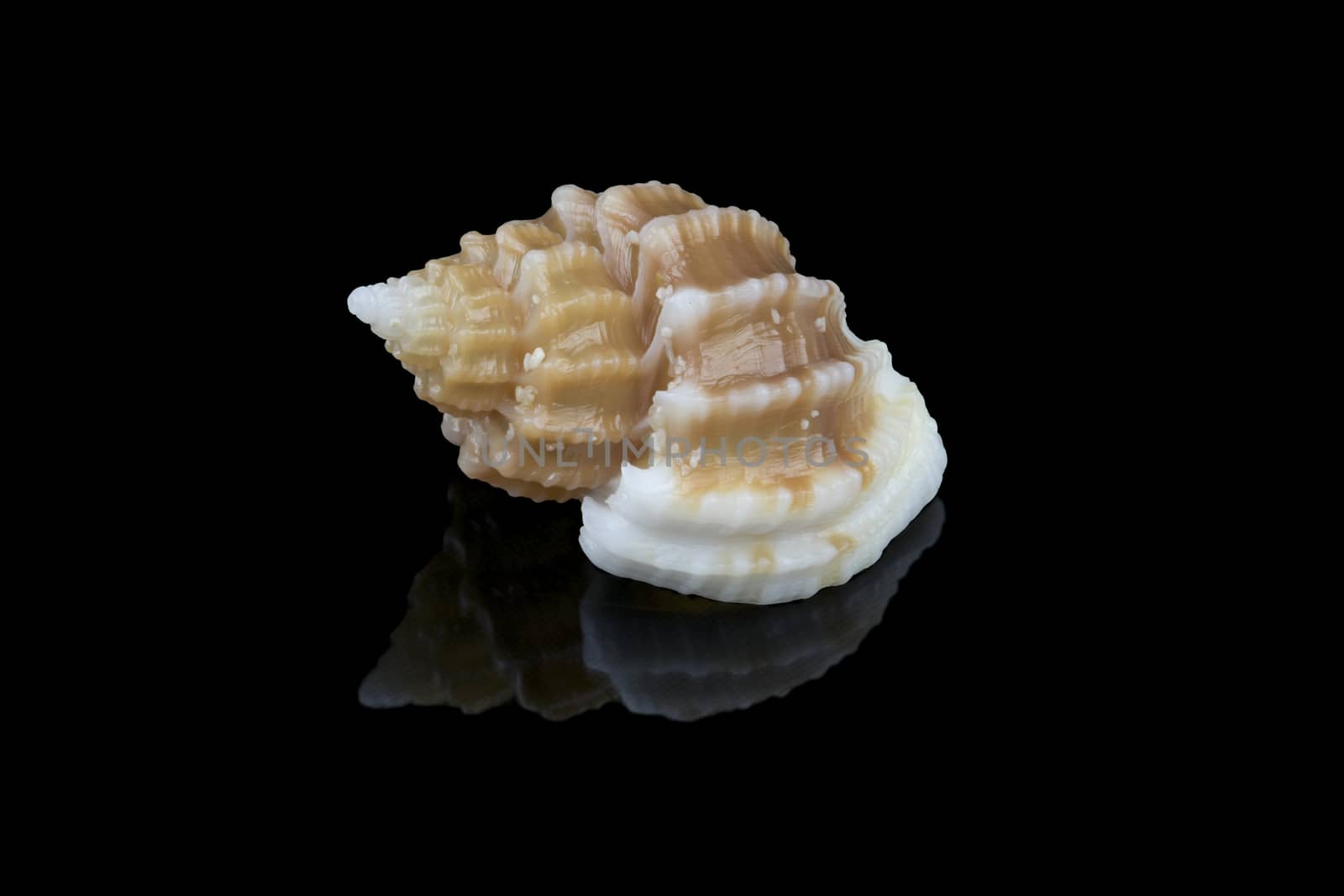 Shell of Scalptia bicolor or Trigonostoma bicolor  by GABIS