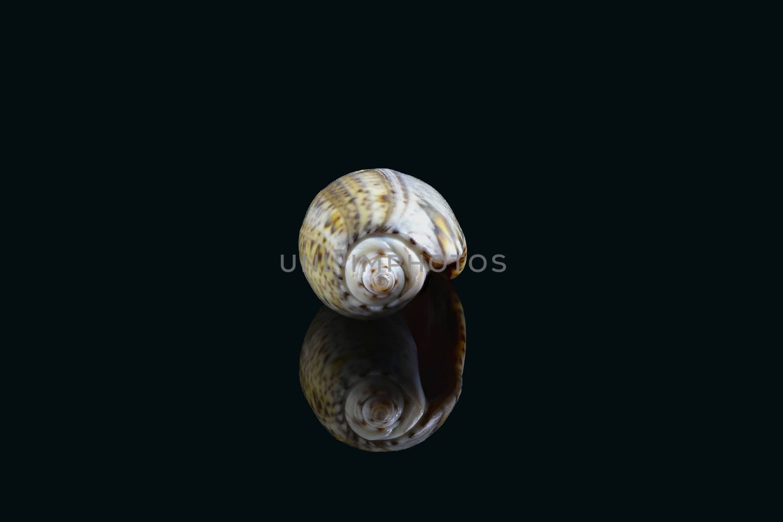 Olive snail (Olividae); A smooth, glossy shell with a large cylindrical whorl and a small conical spire at one end. They come in many colors and are predatory sea snails. Dubai, UAE