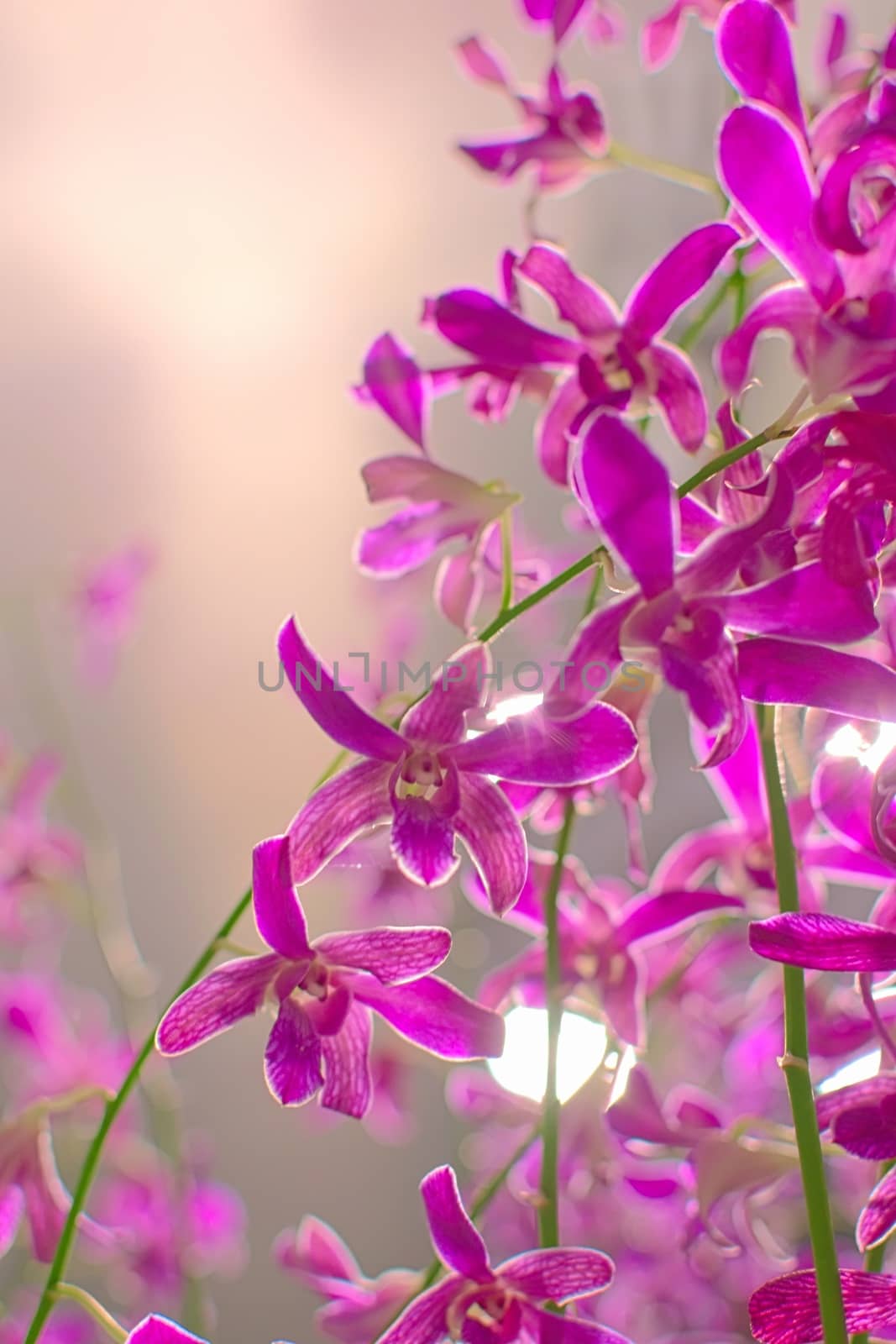 Bouquet of purple flowers. Bright, vivid colors, colorful decoration. by hernan_hyper