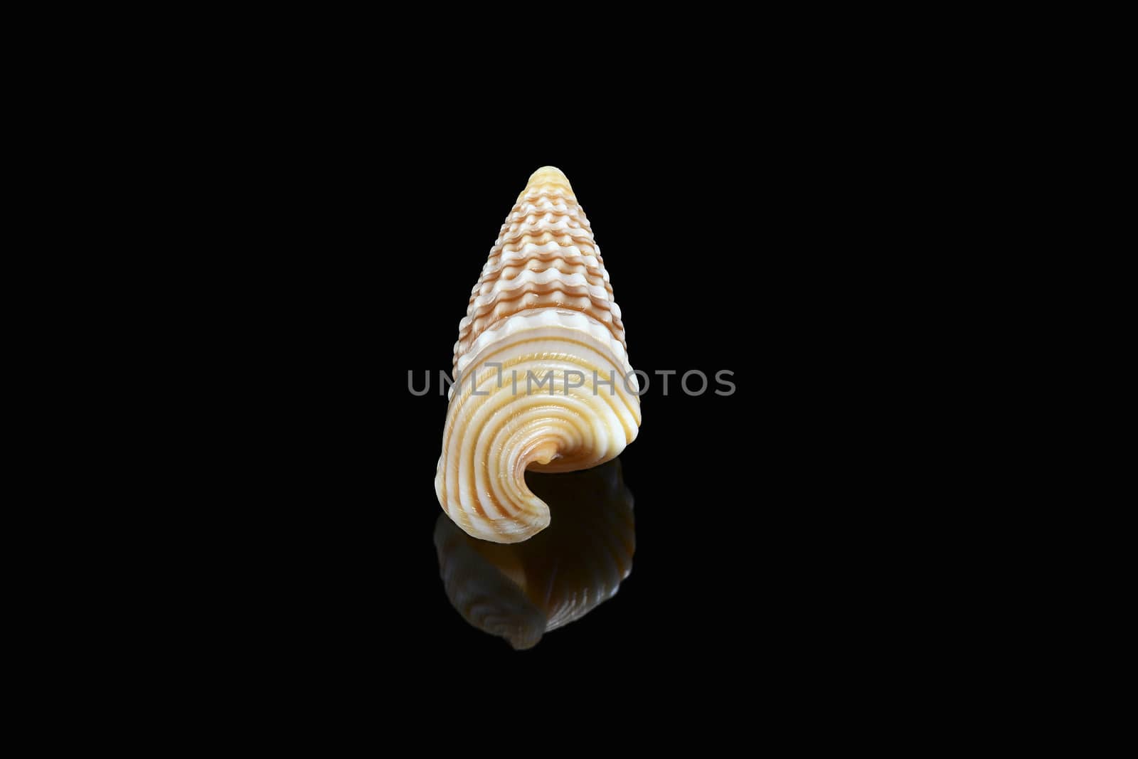 Girdled horn snail (Cerithidea (Cerithideopsilla) cingulata) on black background, Dubai, United Arab Emirates. L2,4xW1x0,75cm