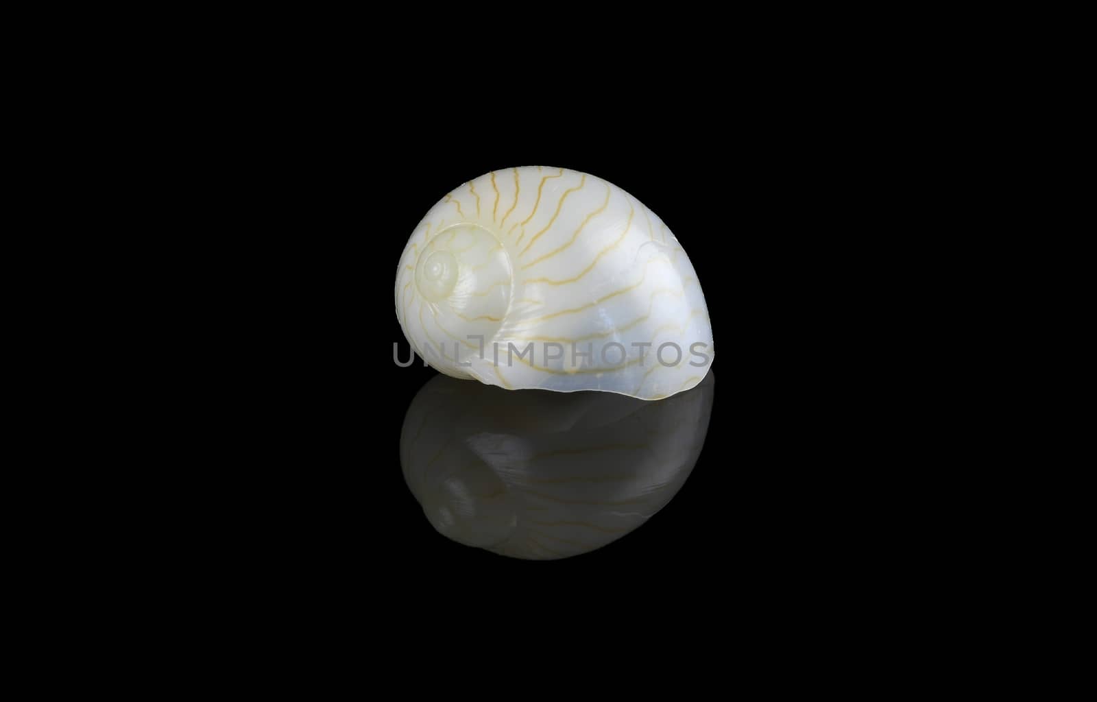 Moon shell isolated on black background. It is a marine predatory sea snail and a mollusk in the family Naticidea, Size is L2,6xH1,4xW1,75 cm