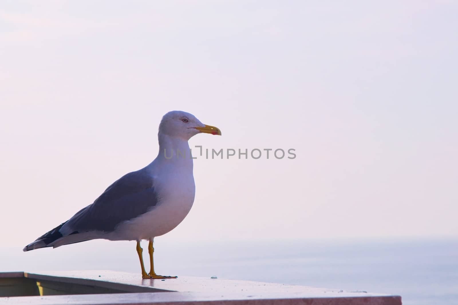 European herring gull (Larus argentatus) perched on a balustrade looking out into the sea of Marmara, in Istanbul, Turkey. by hernan_hyper