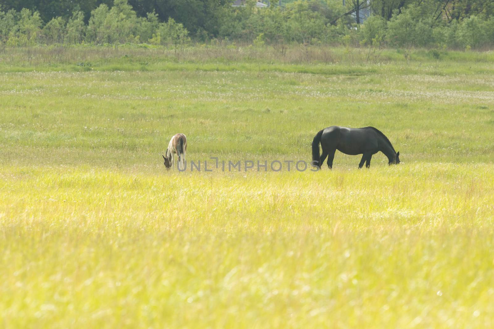 Black horse and brown goat grazing on the field and eating grass by Studia72