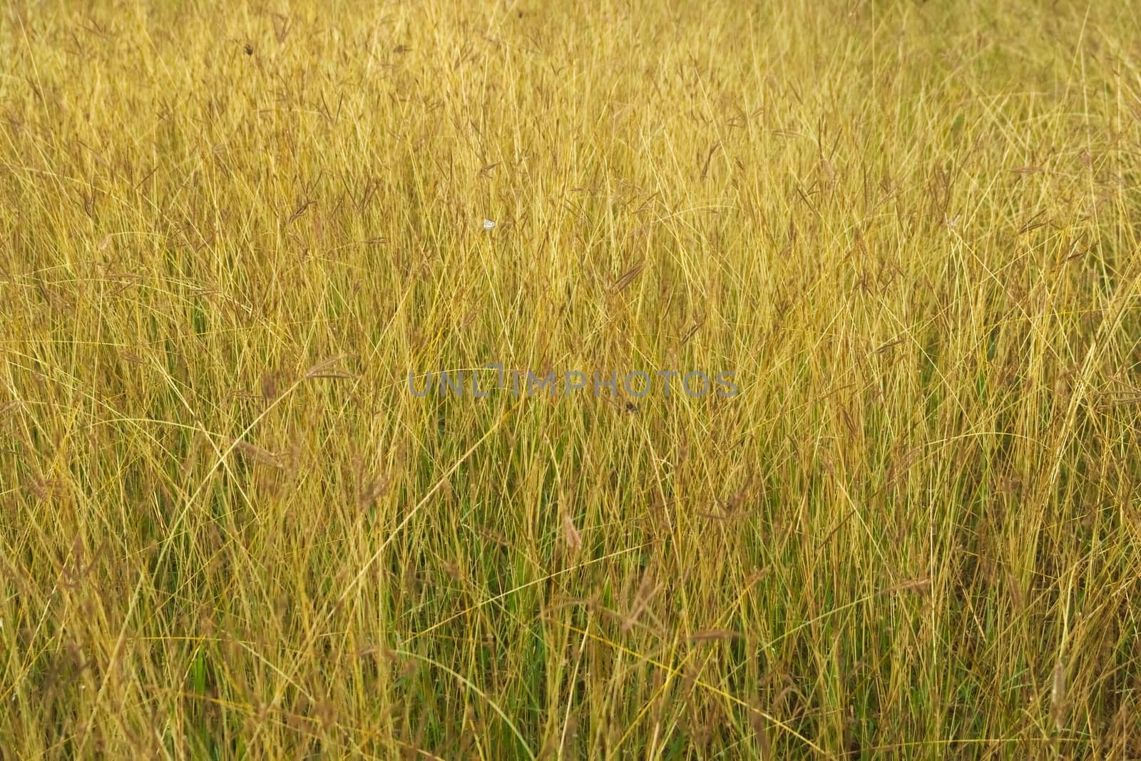 Tall yellow grass on an uncultivated field. Full frame texture background. by hernan_hyper