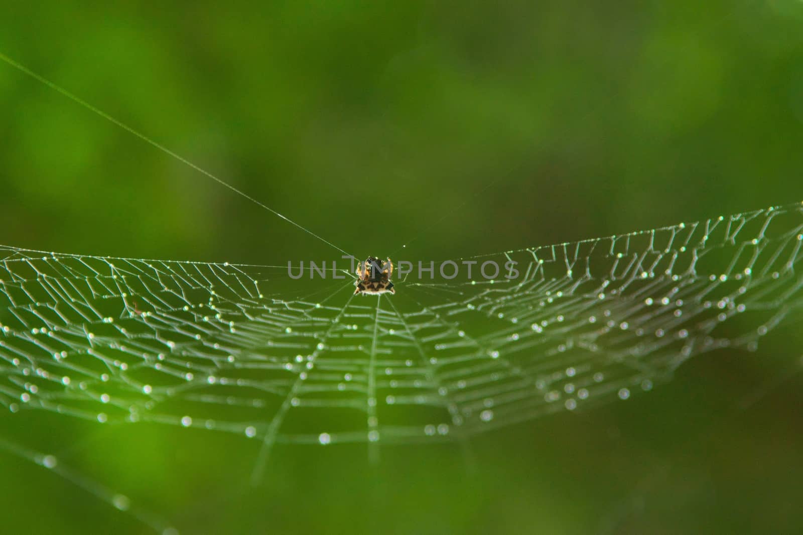 Tiny spider hanging from its web with glistening droplets on it on a rainy day. Extreme close up macro. by hernan_hyper