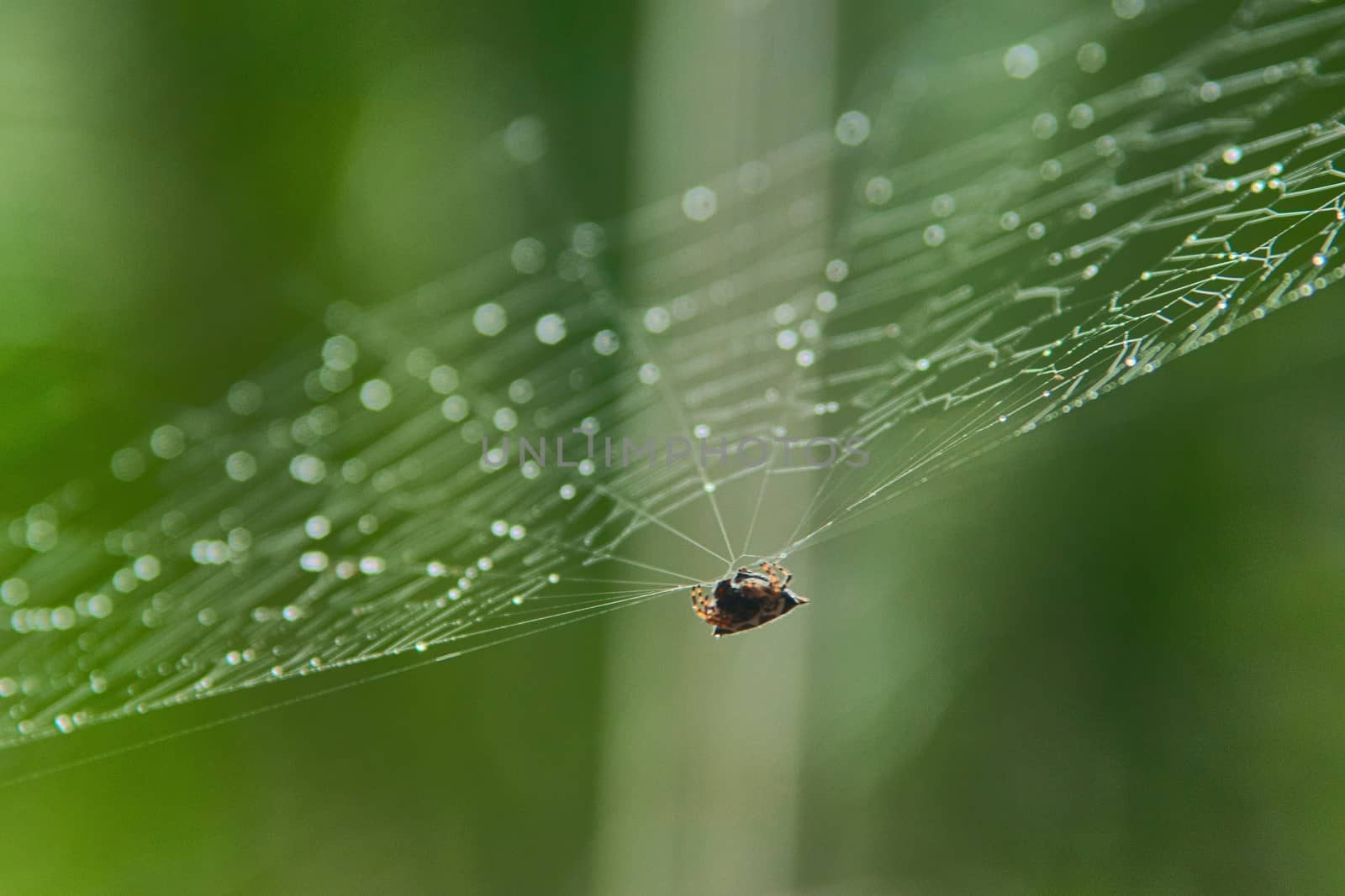 Tiny spider hanging from its web with glistening droplets on it on a rainy day. Extreme close up macro. by hernan_hyper