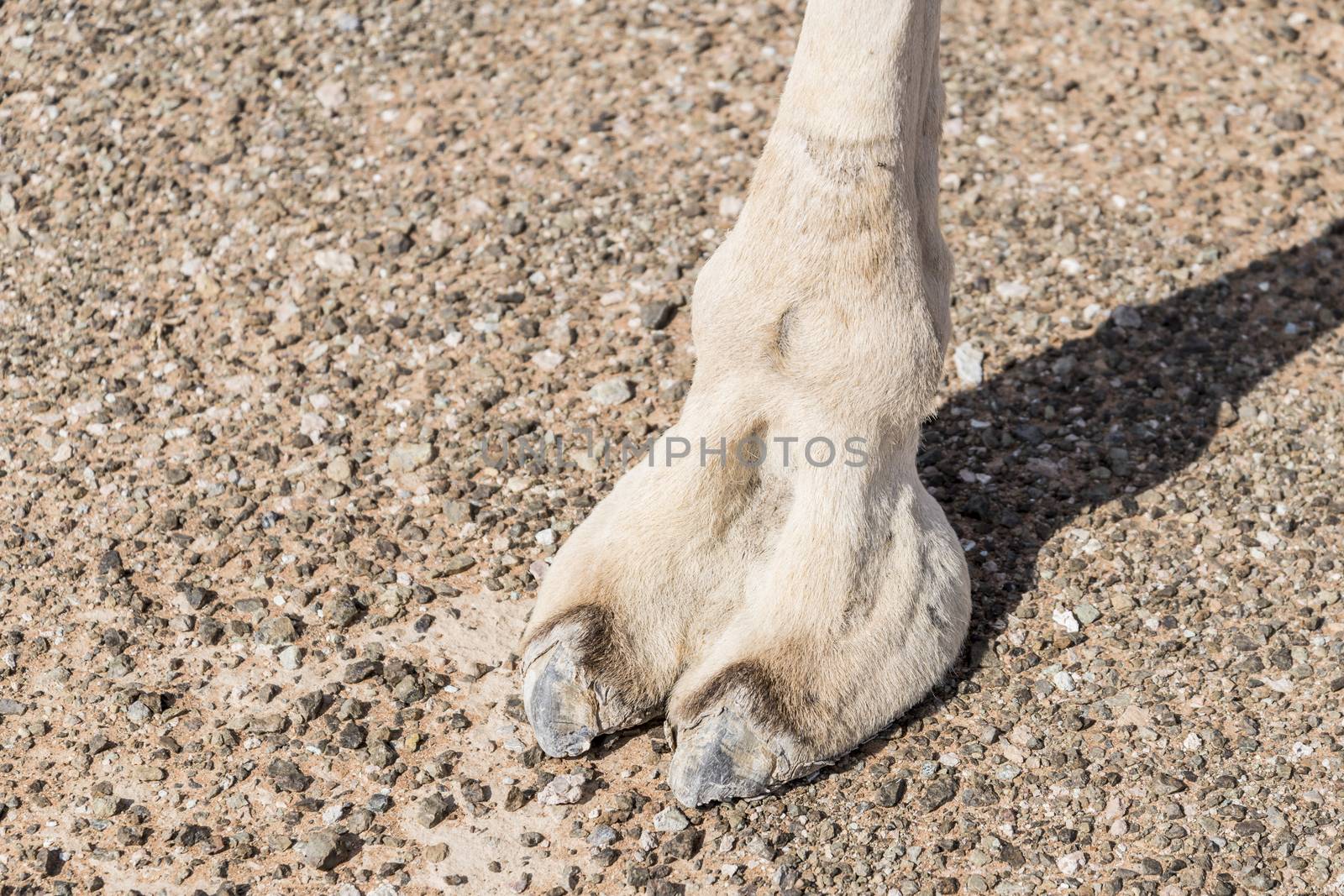 Camel feet in Sharjah Emirates, UAE by GABIS