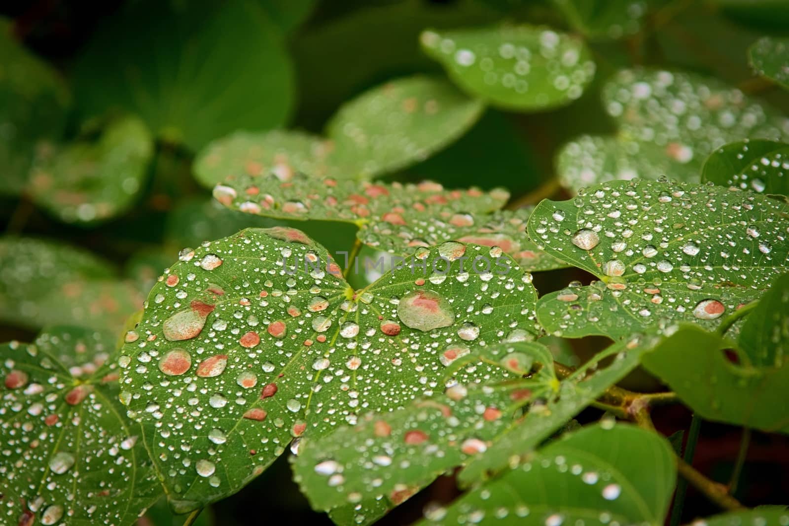 Glistening droplets over green leaves after a brief summer rain.
