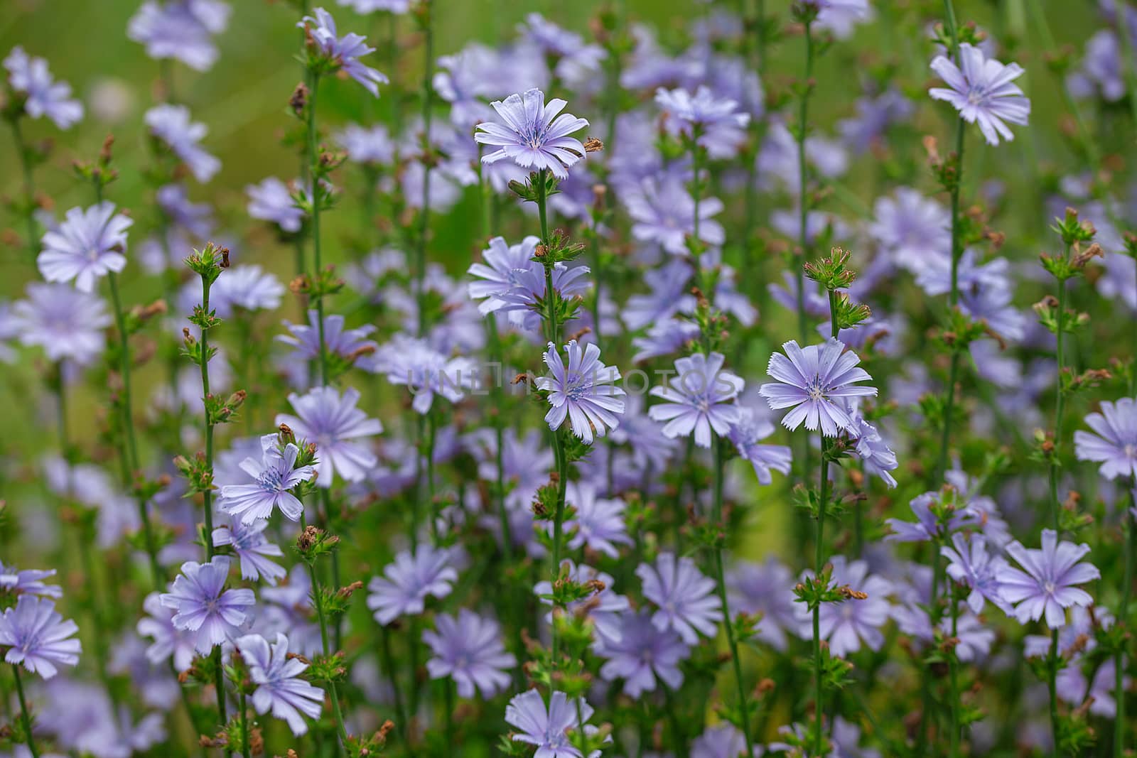 Chicory flowers on the meadow by Angorius