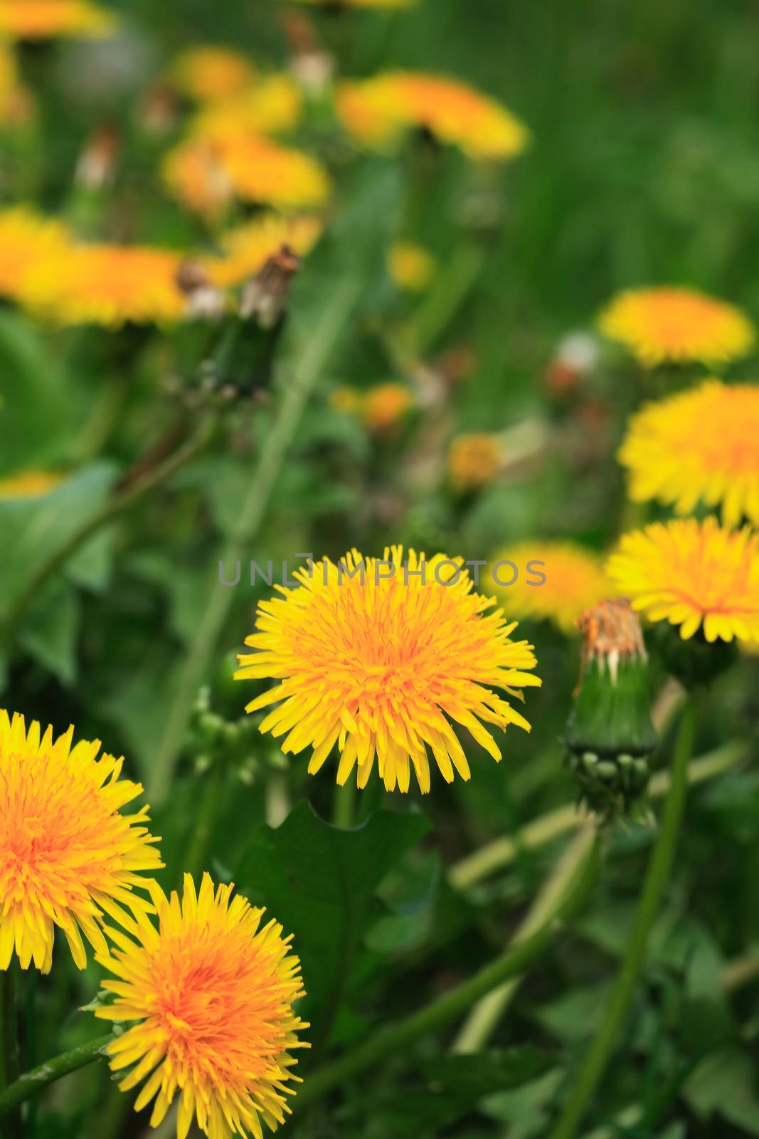 Nice yellow dandelion flowers against green grass background