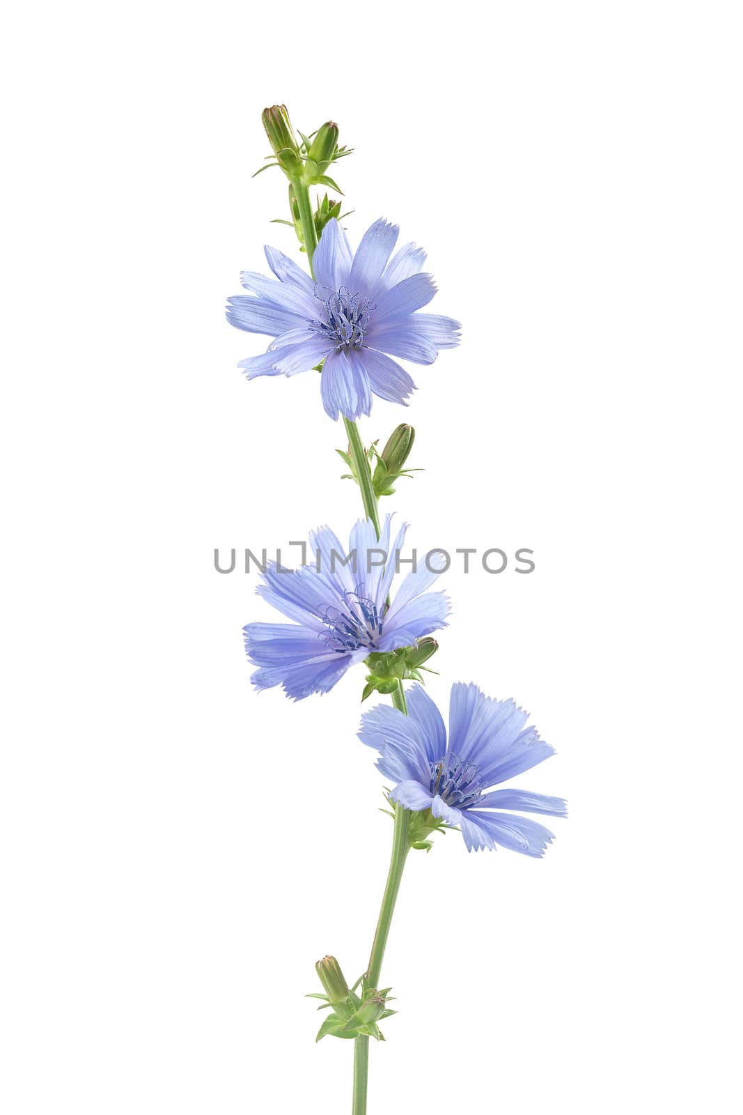 Isolated chicory branch with flowers on the white background