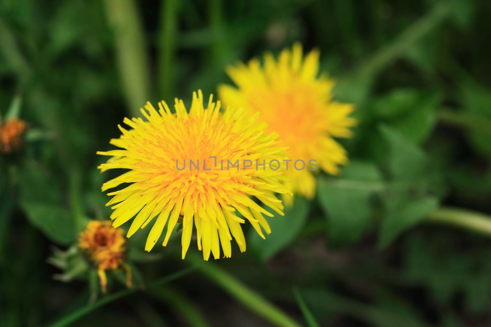 Nice yellow dandelion flower against green grass background