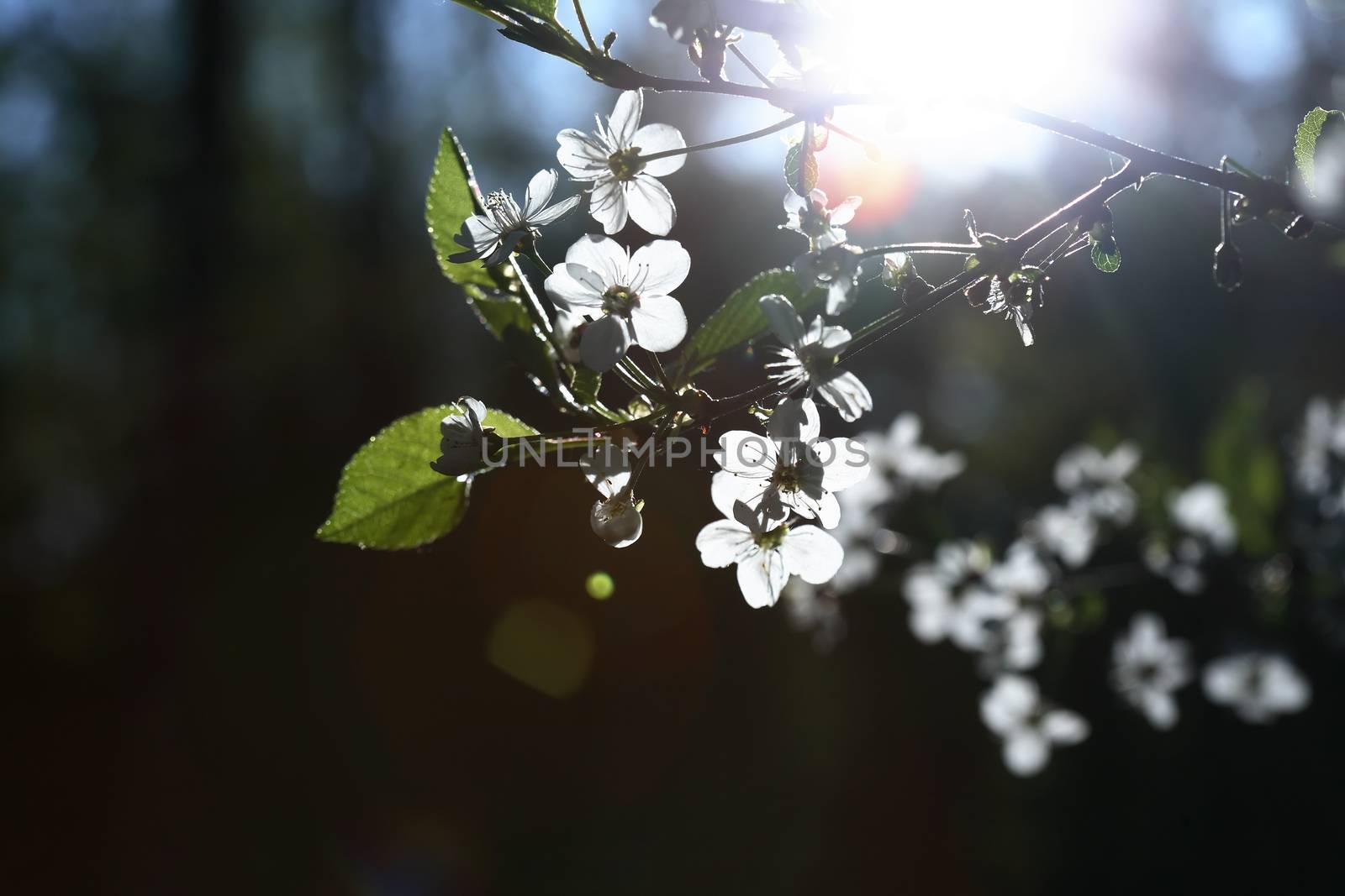 Nice white cherry flowers blossom in springtime