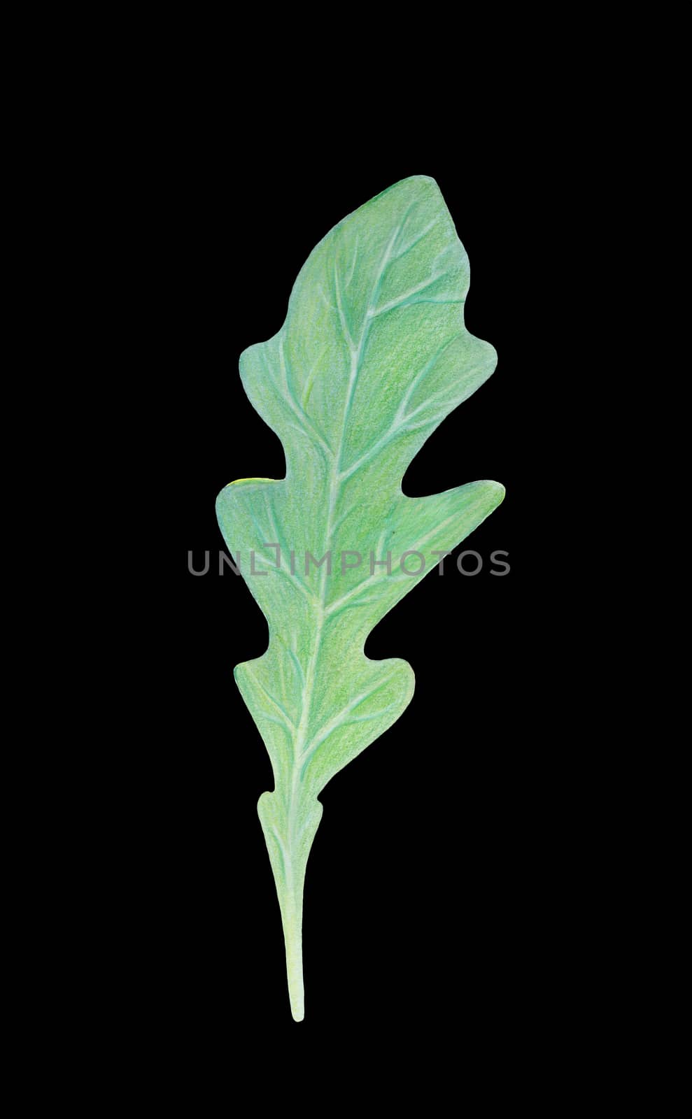 Arugula rucola, rocket salad fresh green leaf isolated on black background. Watercolor hand drawn illustration. Fresh herbs. Realistic botanical art. Vegetarian Ingredient. Packaging, organic print.