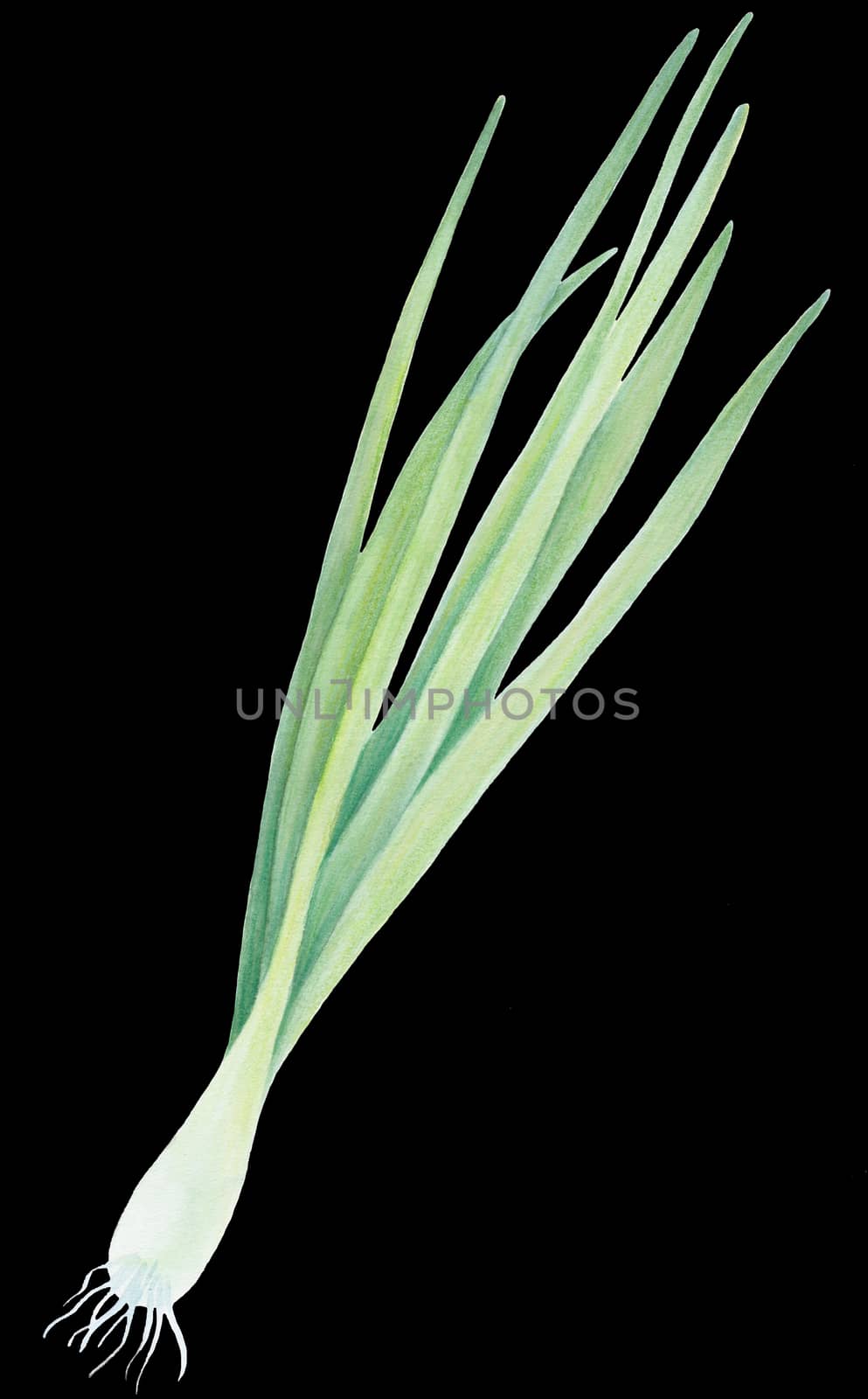 Fresh Spring Green onion isolated on black background. Watercolor realistic botanical art. Hand drawn illustration. For logo, packaging, print, organic food, market store market, diet menu by sshisshka