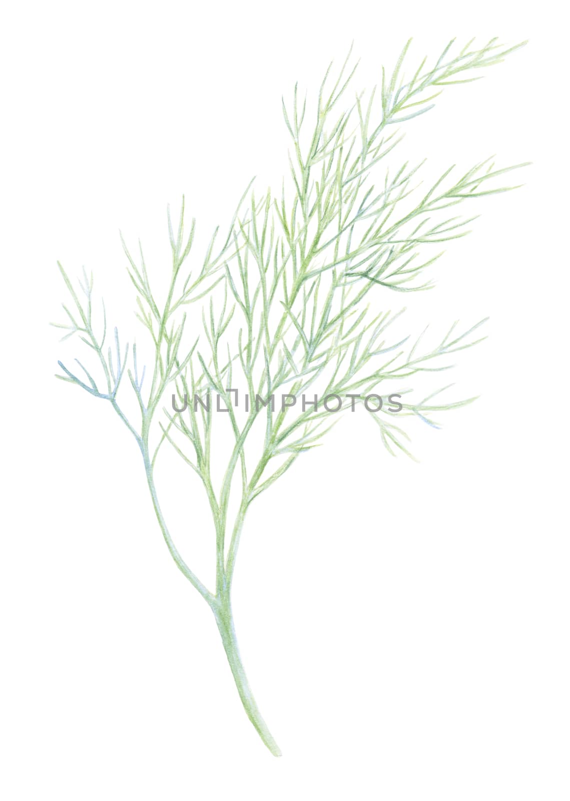 Fresh fennel isolated on white background. Green dill. Watercolor illustration. Realistic botanical art. Hand Drawn. Vegetarian Ingredient. For logo, packaging, print, organic food, market store shop.