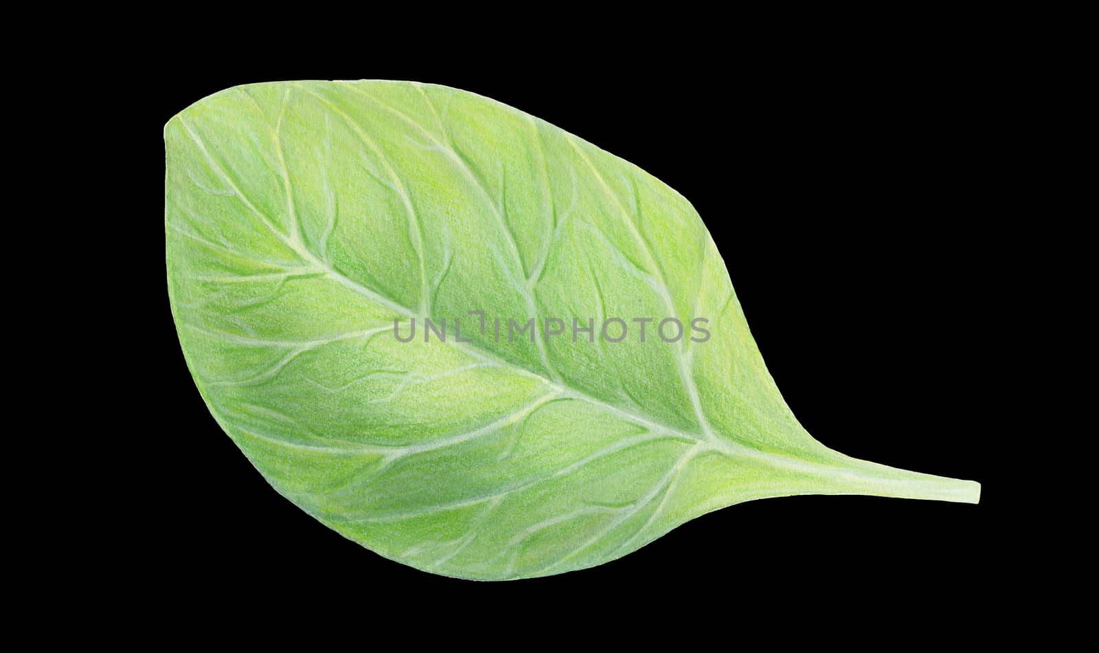 Fresh green spinach leaf isolated on black background. Watercolor hand drawn illustration. Fresh herbs. Realistic botanical art. Vegetarian Ingredient. Logo, packaging, print, organic food, market by sshisshka