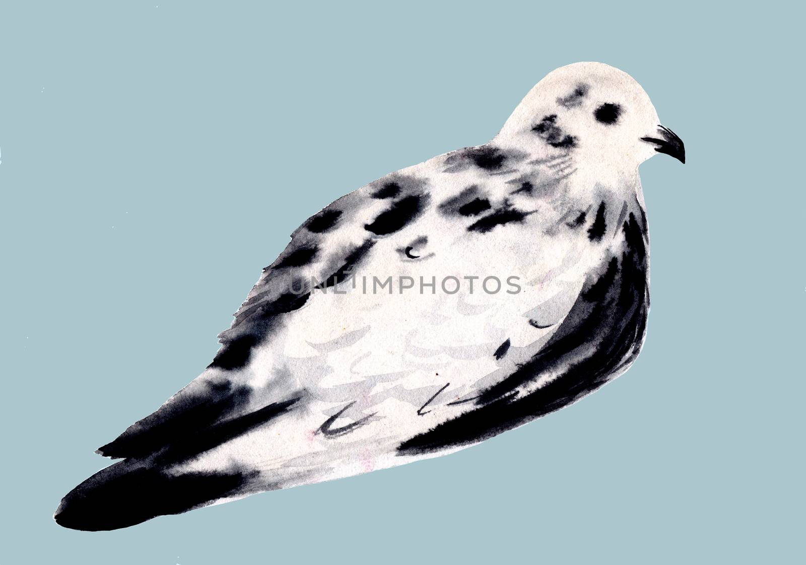 White and black dove isolated. Pigeon bird. Hand drawn watercolor illustration.