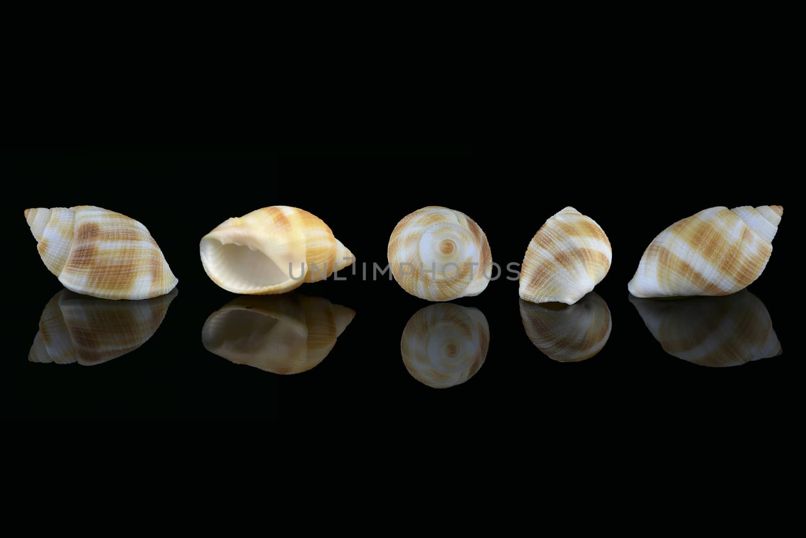 Nassarius seashell, Dubai, UAE by GABIS