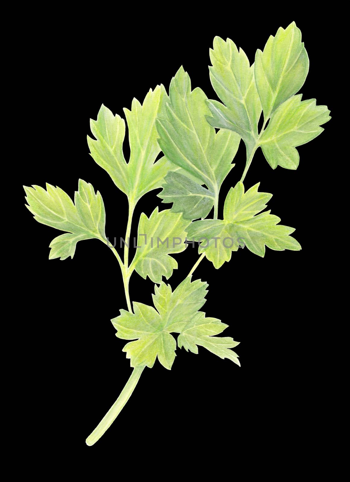 Green Parsley leaves isolated on black background. Fresh Organic food ingredient. Hand drawn watercolor illustration. Realistic botanical art. For logo, packaging, print, organic food, market store by sshisshka