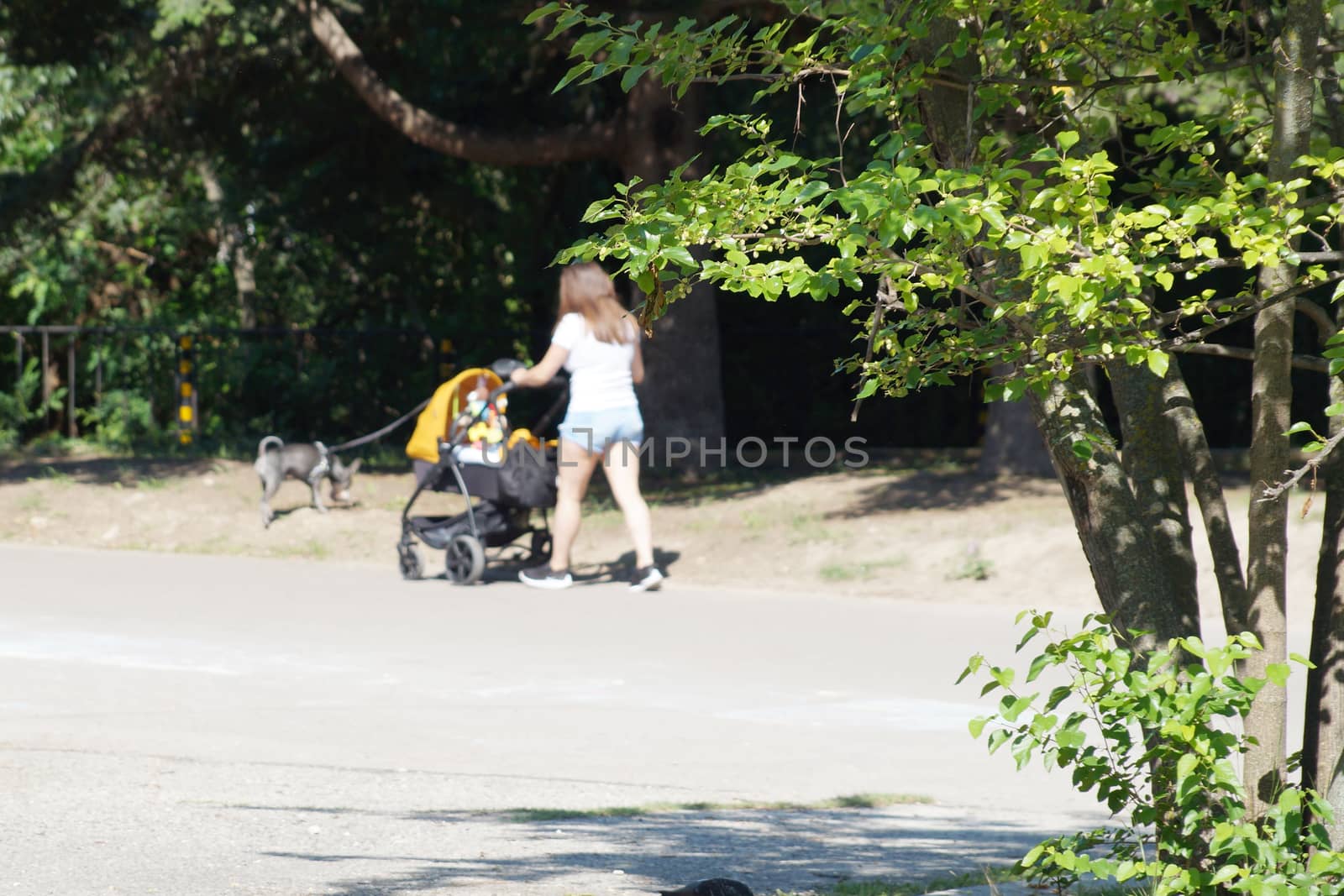woman walking with a stroller and a dog in a city park on a summer sunny day.